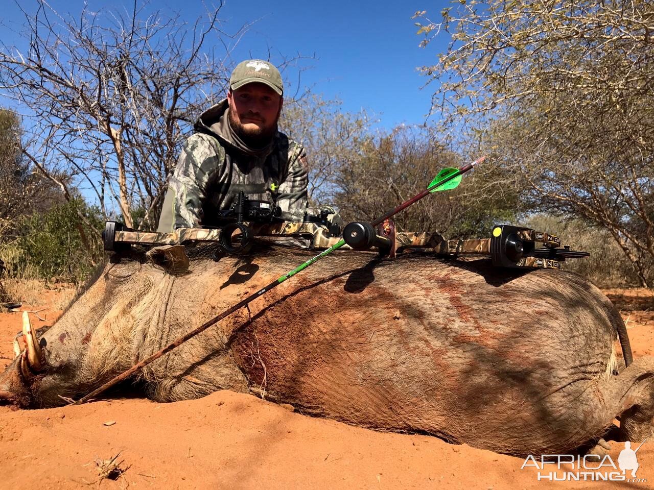 Warthog “Phacochoerus Africanus” Bowhunting South Africa
