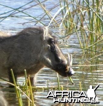 Warthog at the water