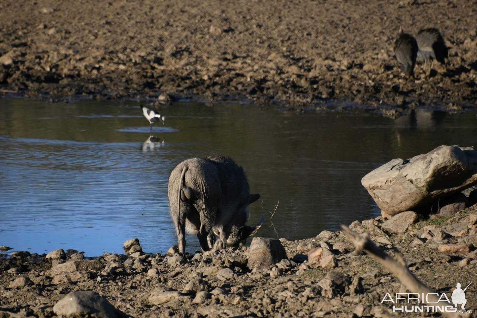 Warthog at waterhole