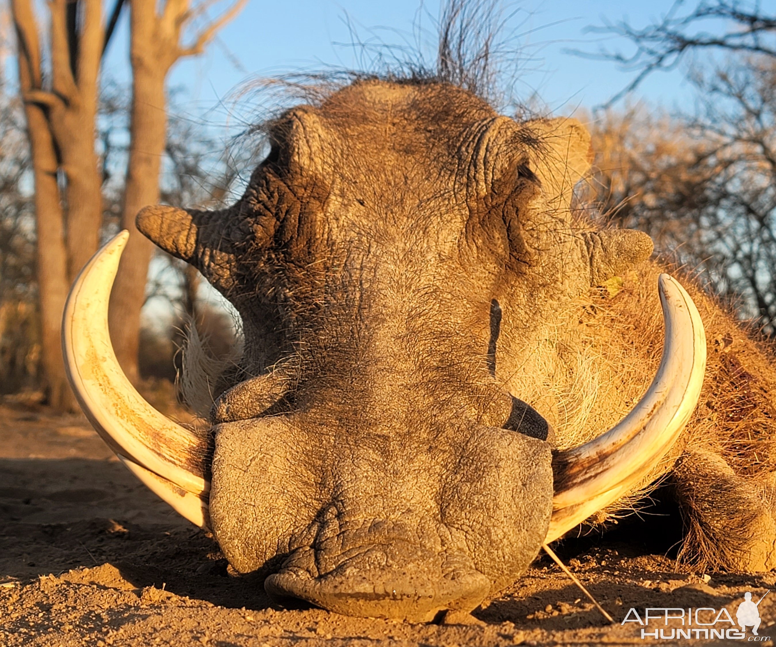 Warthog Bow Hunt South Africa