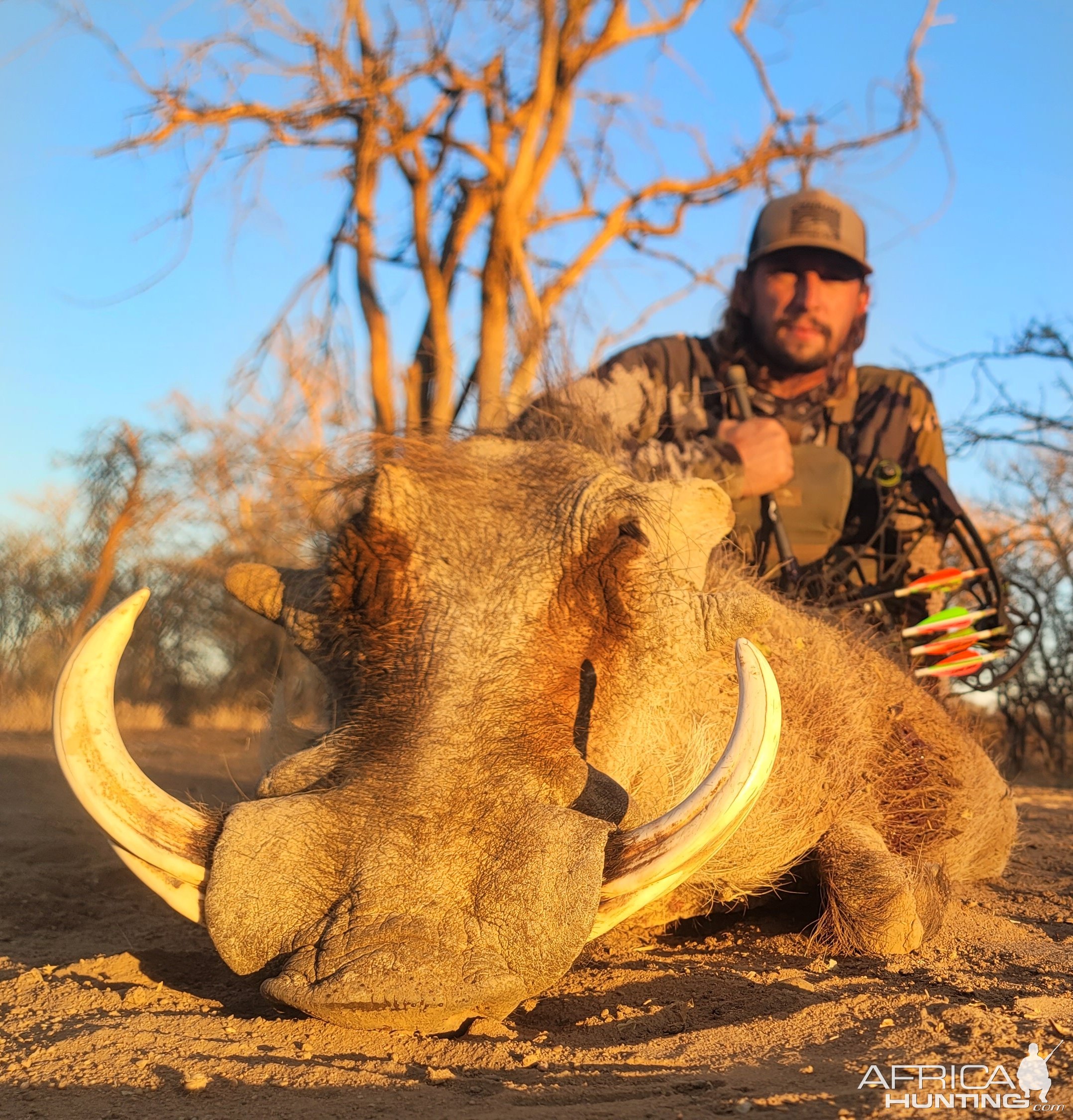 Warthog Bow Hunt South Africa