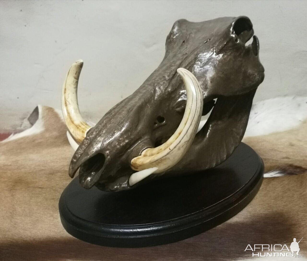 Warthog Bronzed Skull Mount