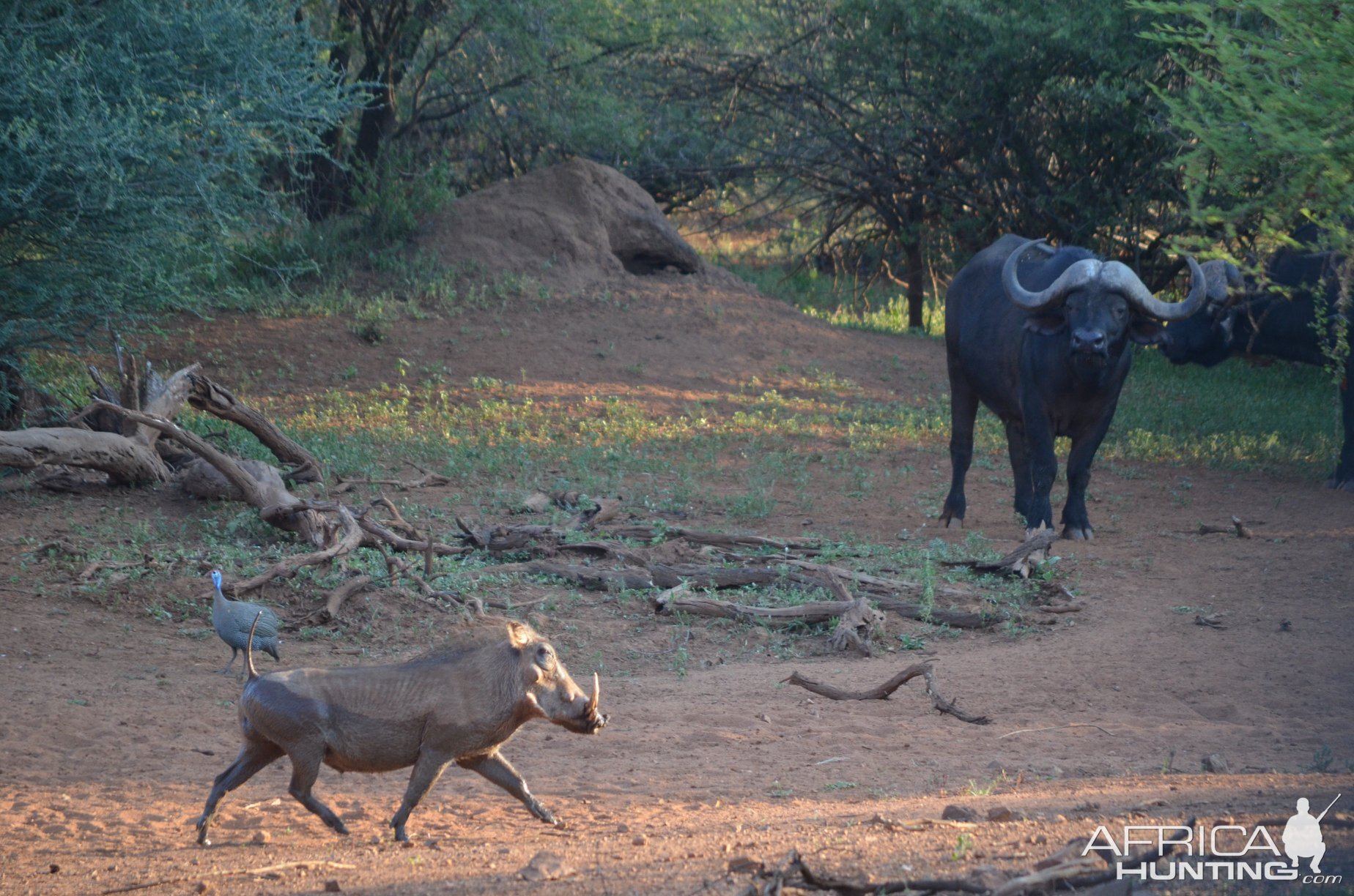 Warthog & Cape Buffalo South Africa