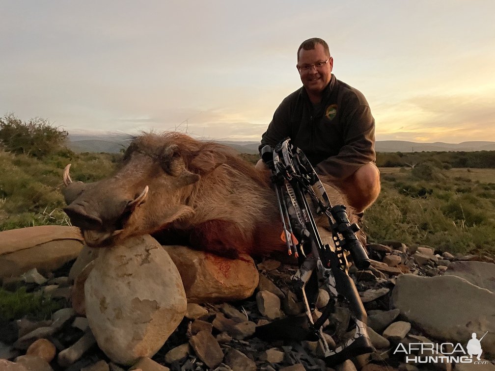 Warthog Crossbow Hunting South Africa