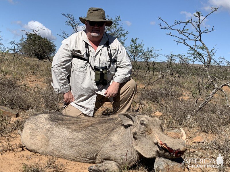 Warthog Cull Hunt South Africa