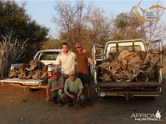 Warthog cull with Bayly Sippel Safaris