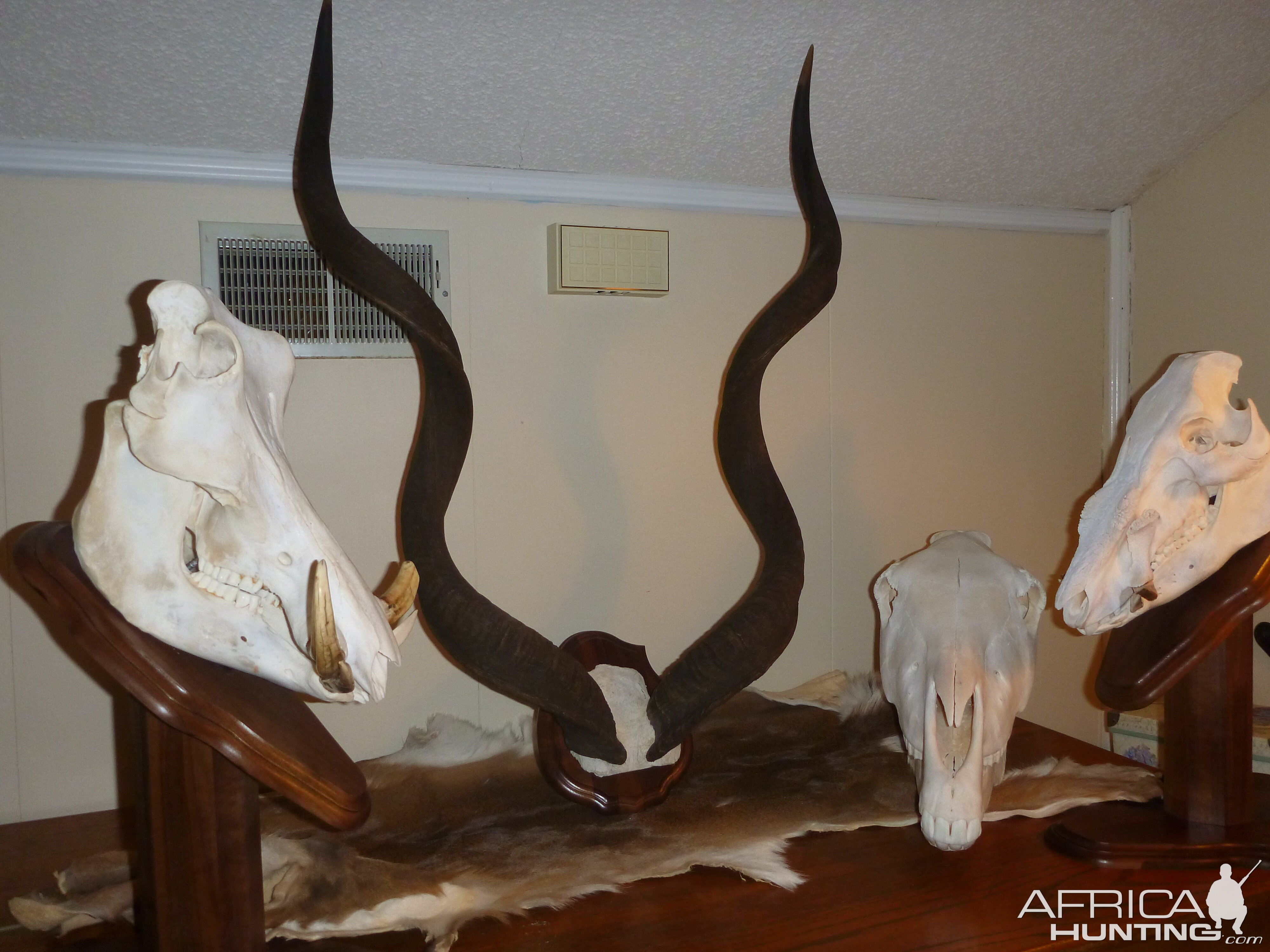 Warthog, Hartmann's Mountain Zebra, Bushpig European Skull Mounts & Kudu Horn Mount