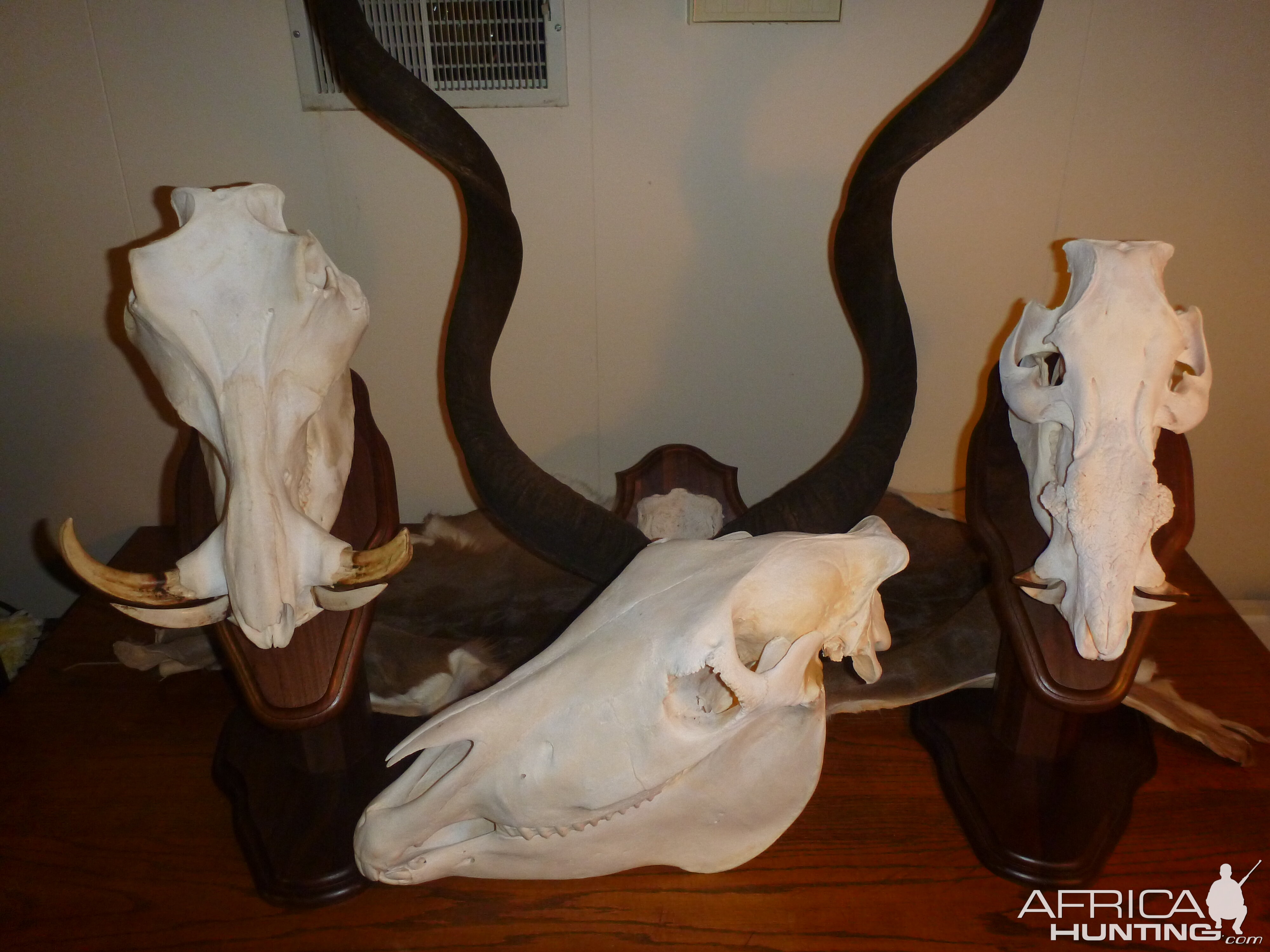 Warthog, Hartmann's Mountain Zebra, Bushpig European Skull Mounts & Kudu Horn Mount