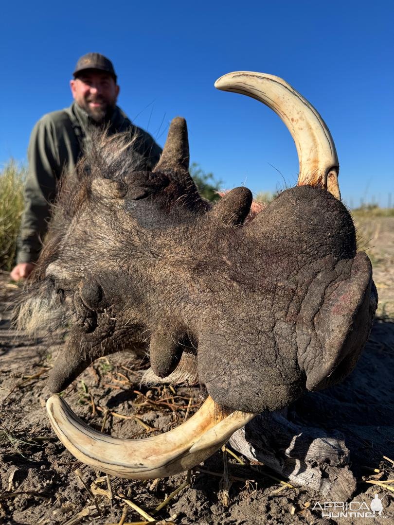 Warthog Hunt Botswana