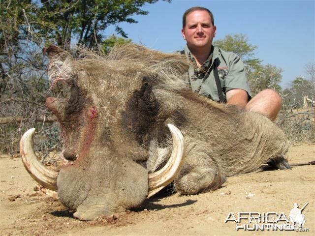 Warthog Hunt in Save Valley Conservancy Zimbabwe