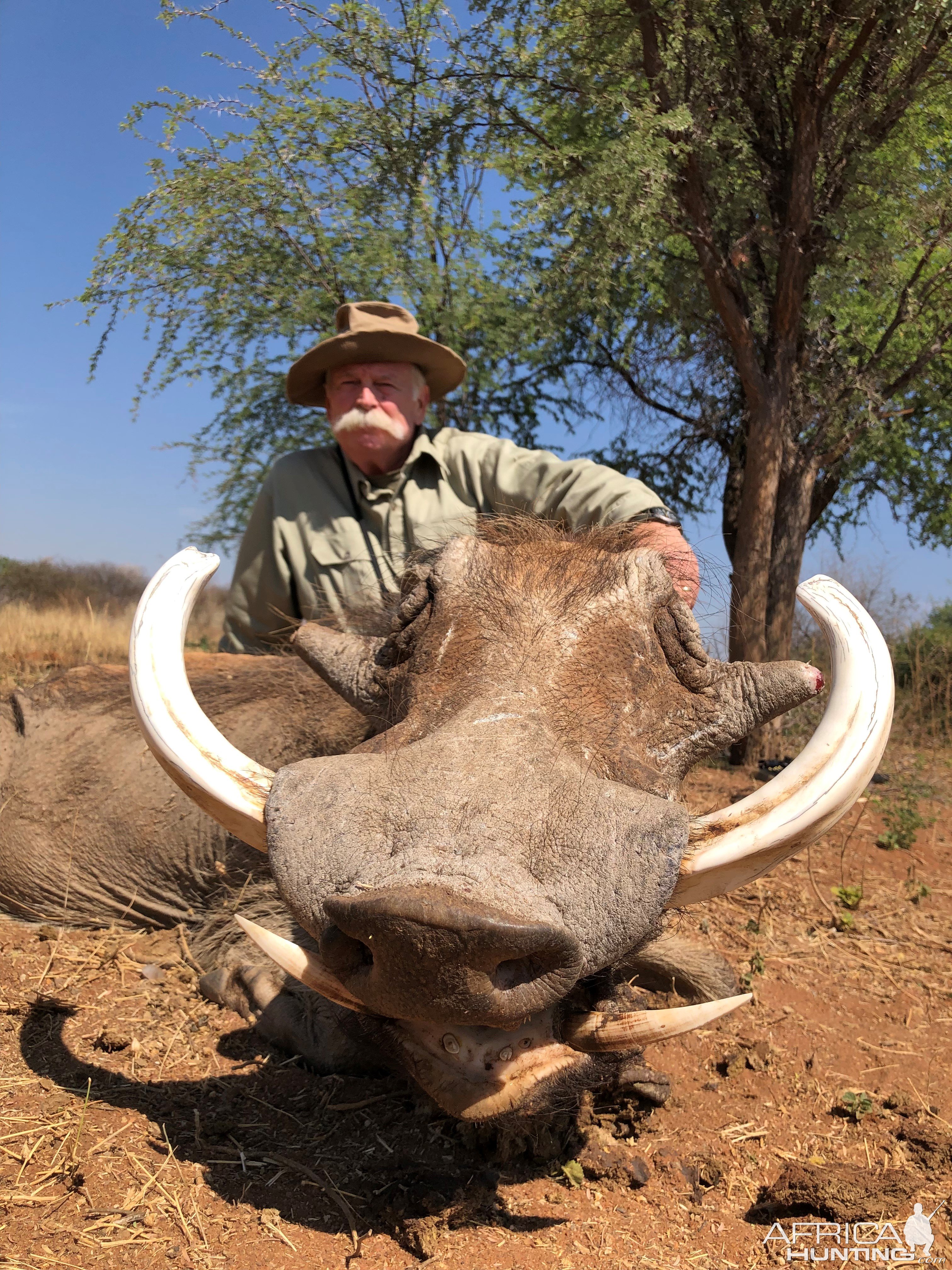 Warthog Hunt Namibia