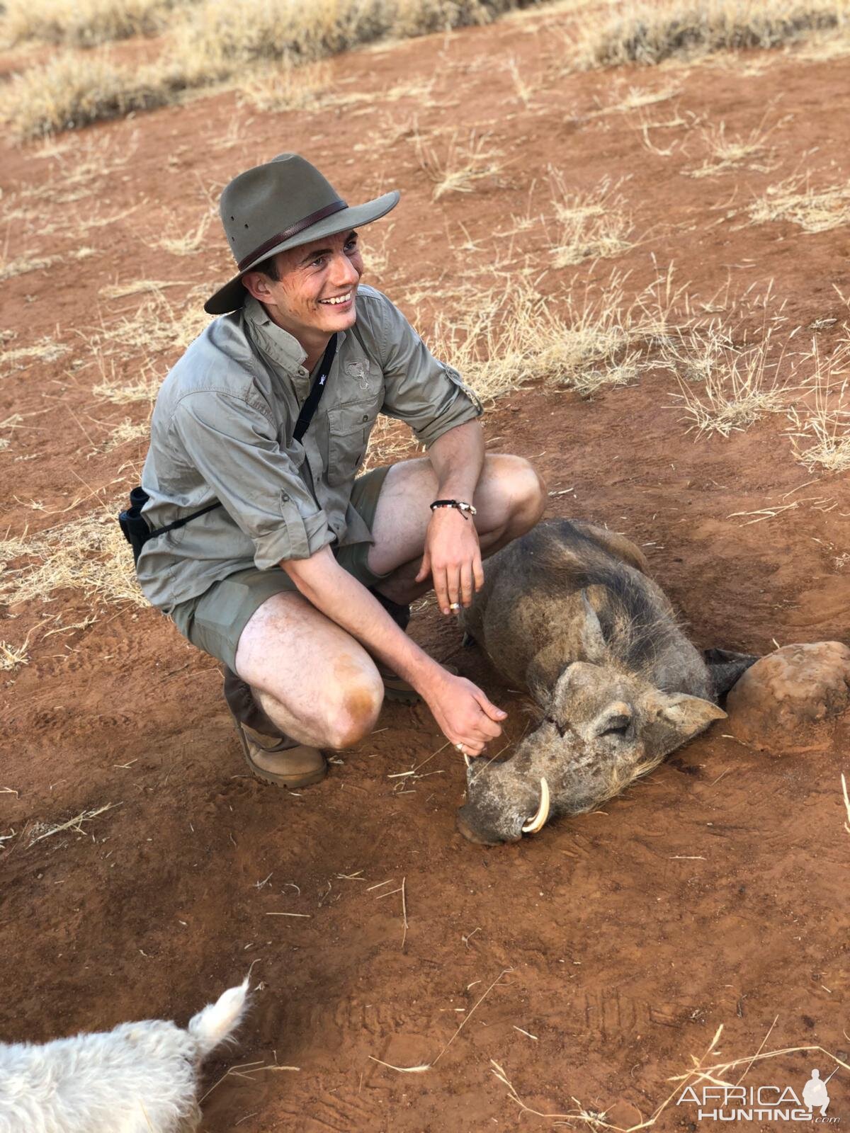 Warthog Hunt South Africa