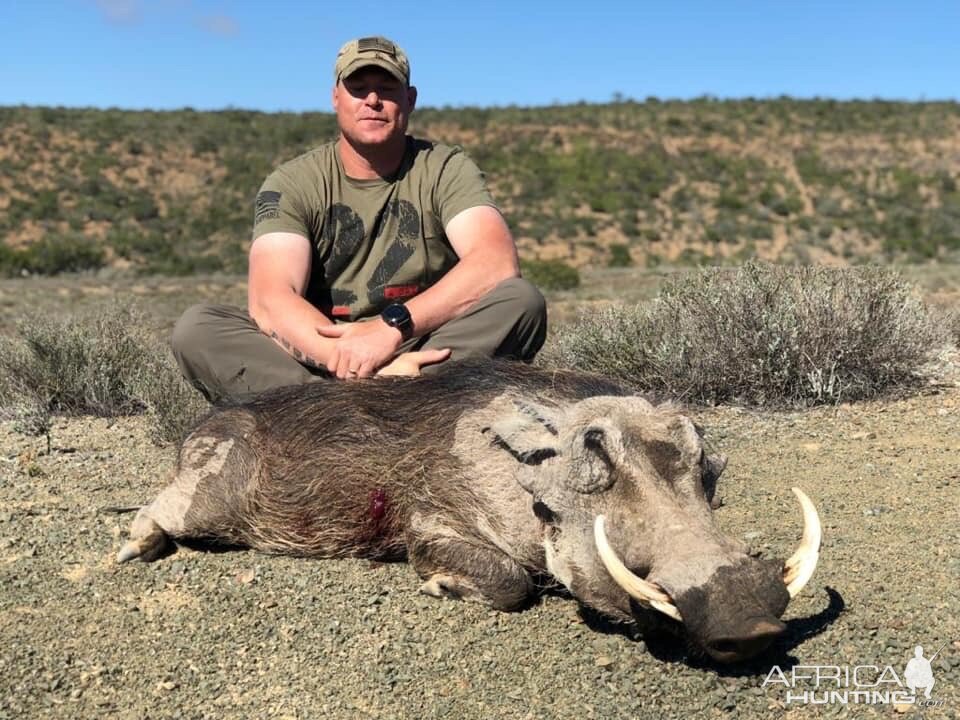 Warthog Hunt South Africa