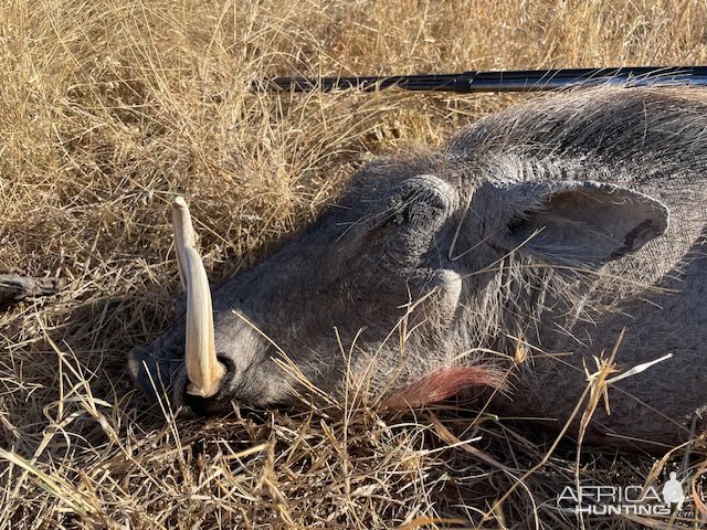 Warthog Hunt South Africa