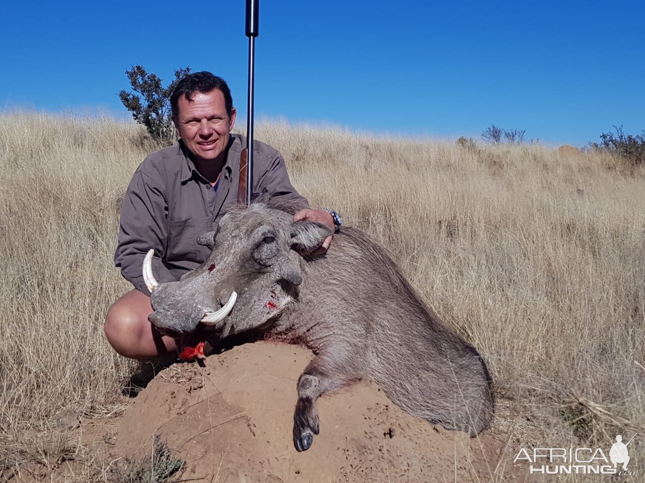 Warthog Hunt South Africa