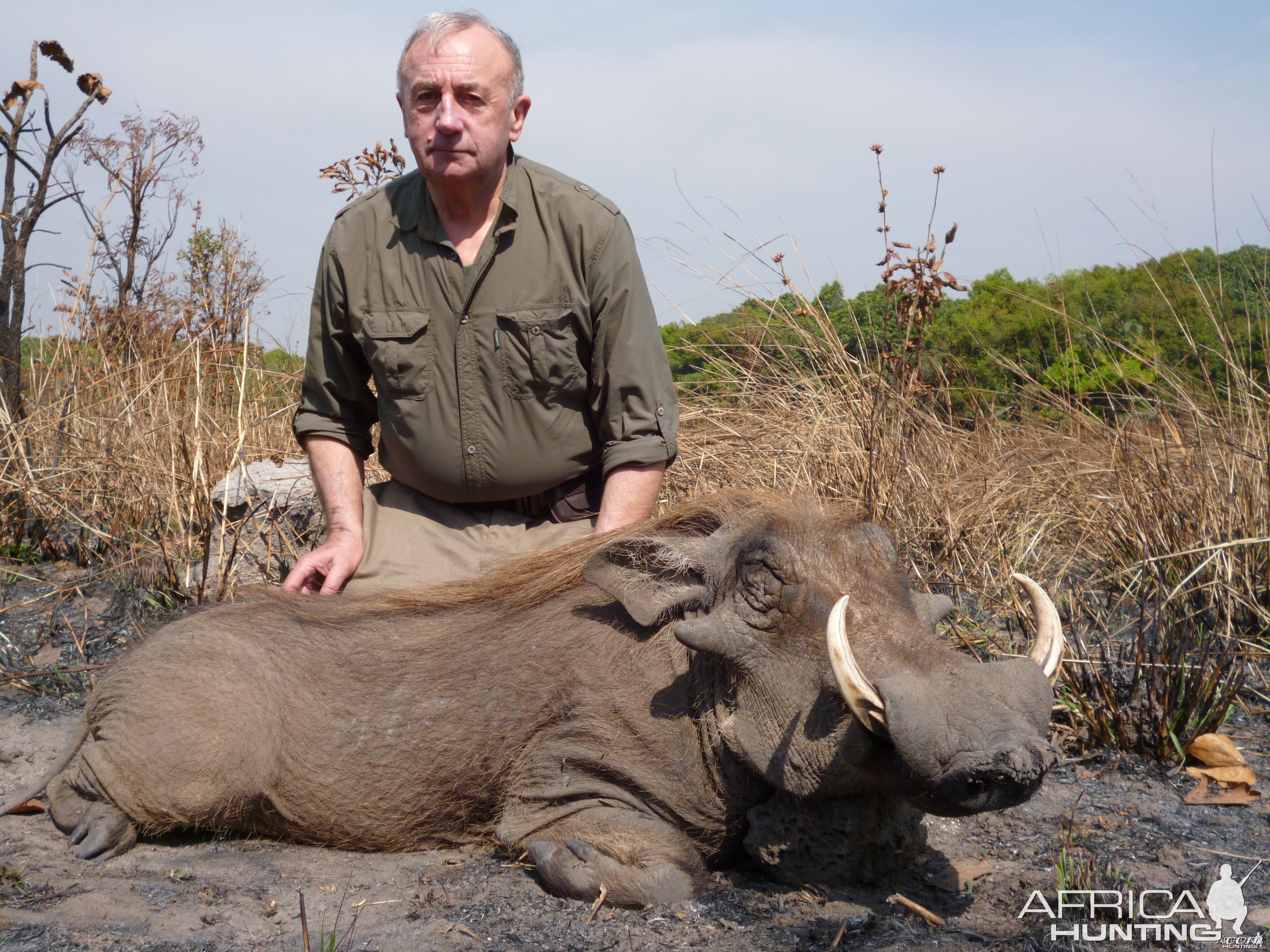 Warthog hunted in Central Africa with Club Faune