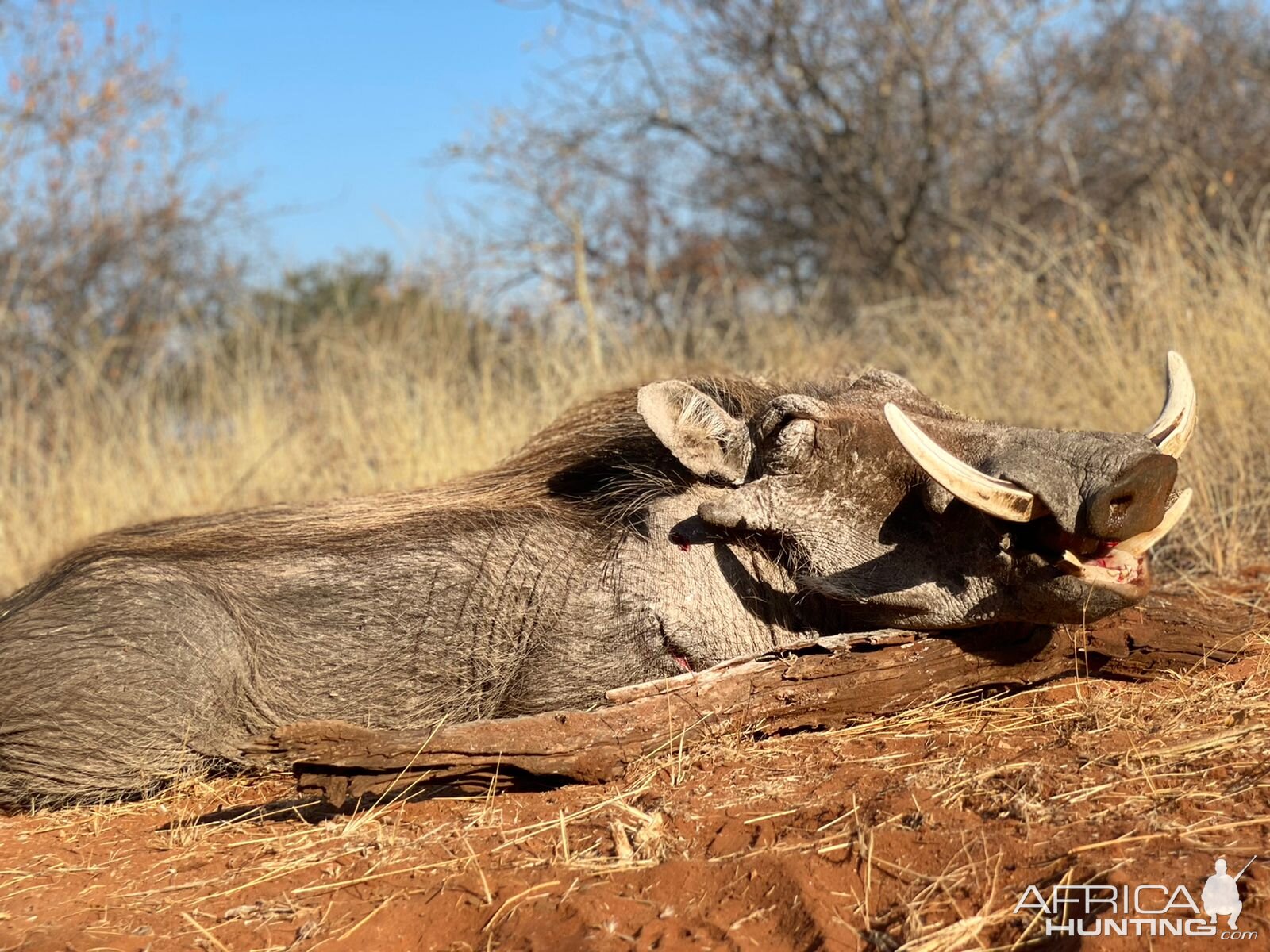 Warthog Hunting Limpopo Povince South Africa