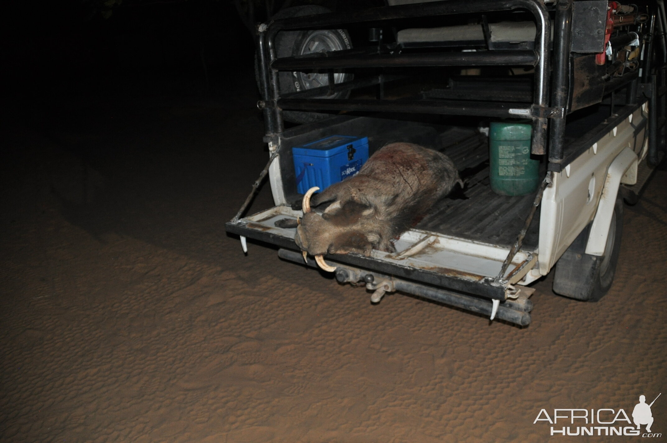 Warthog Hunting Namibia