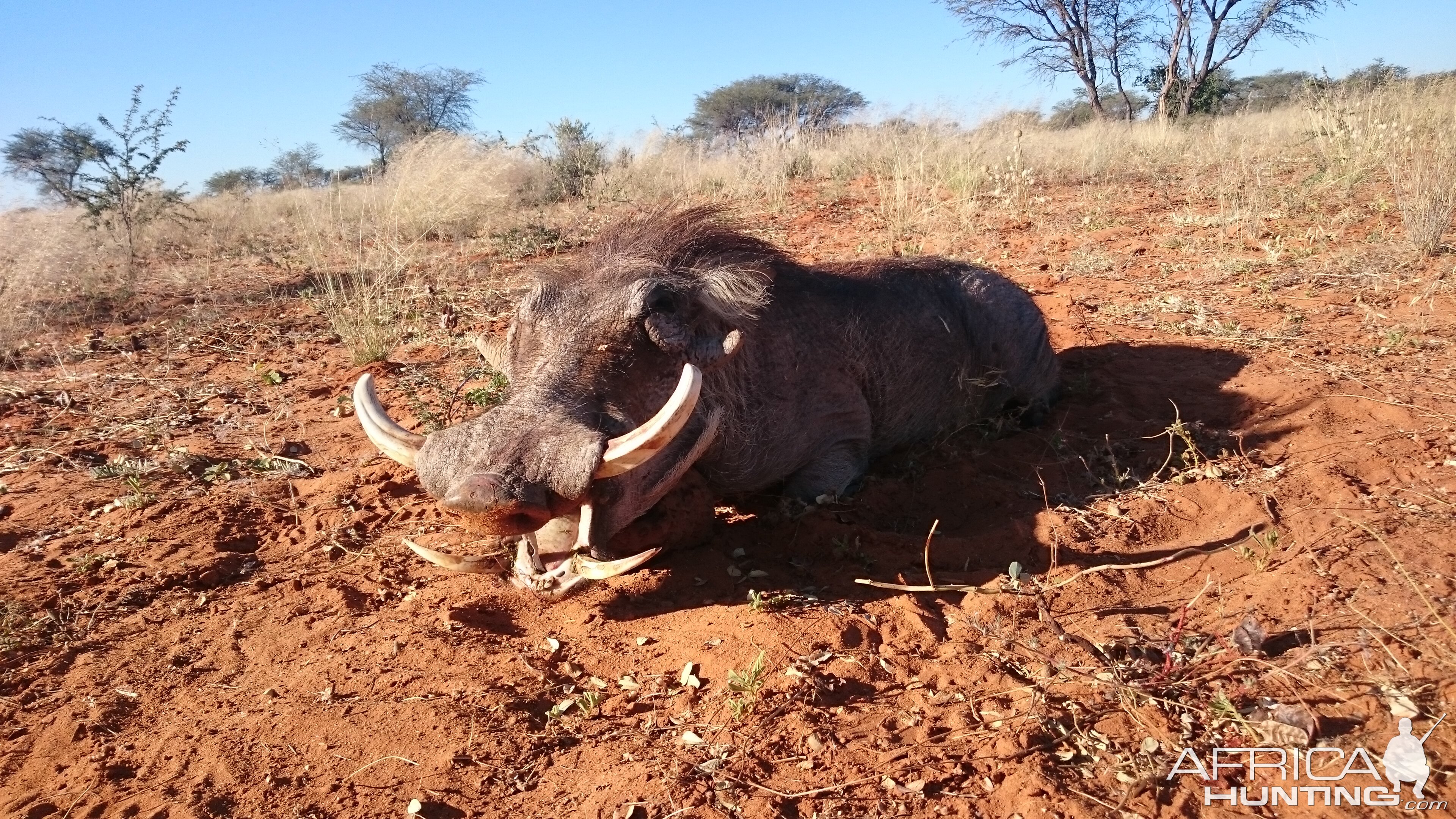 Warthog Hunting Namibia