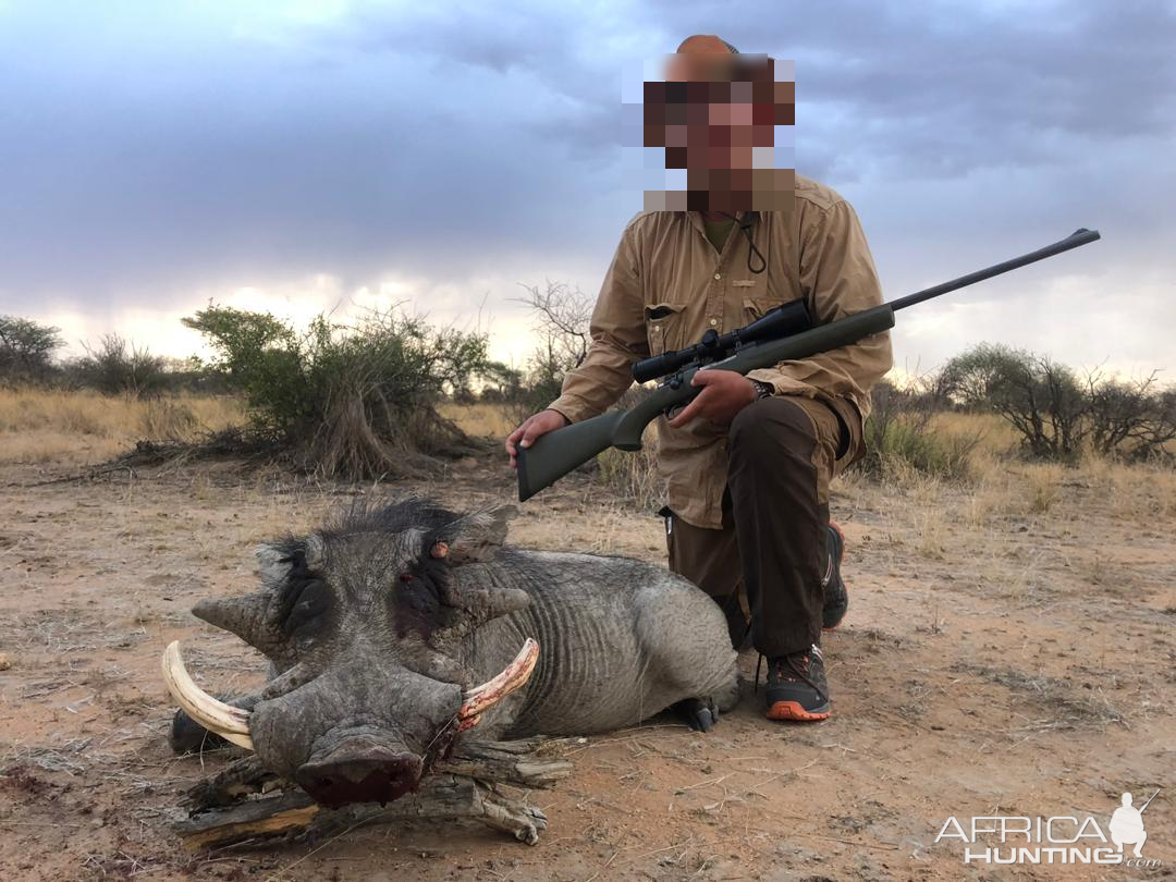 Warthog Hunting Namibia