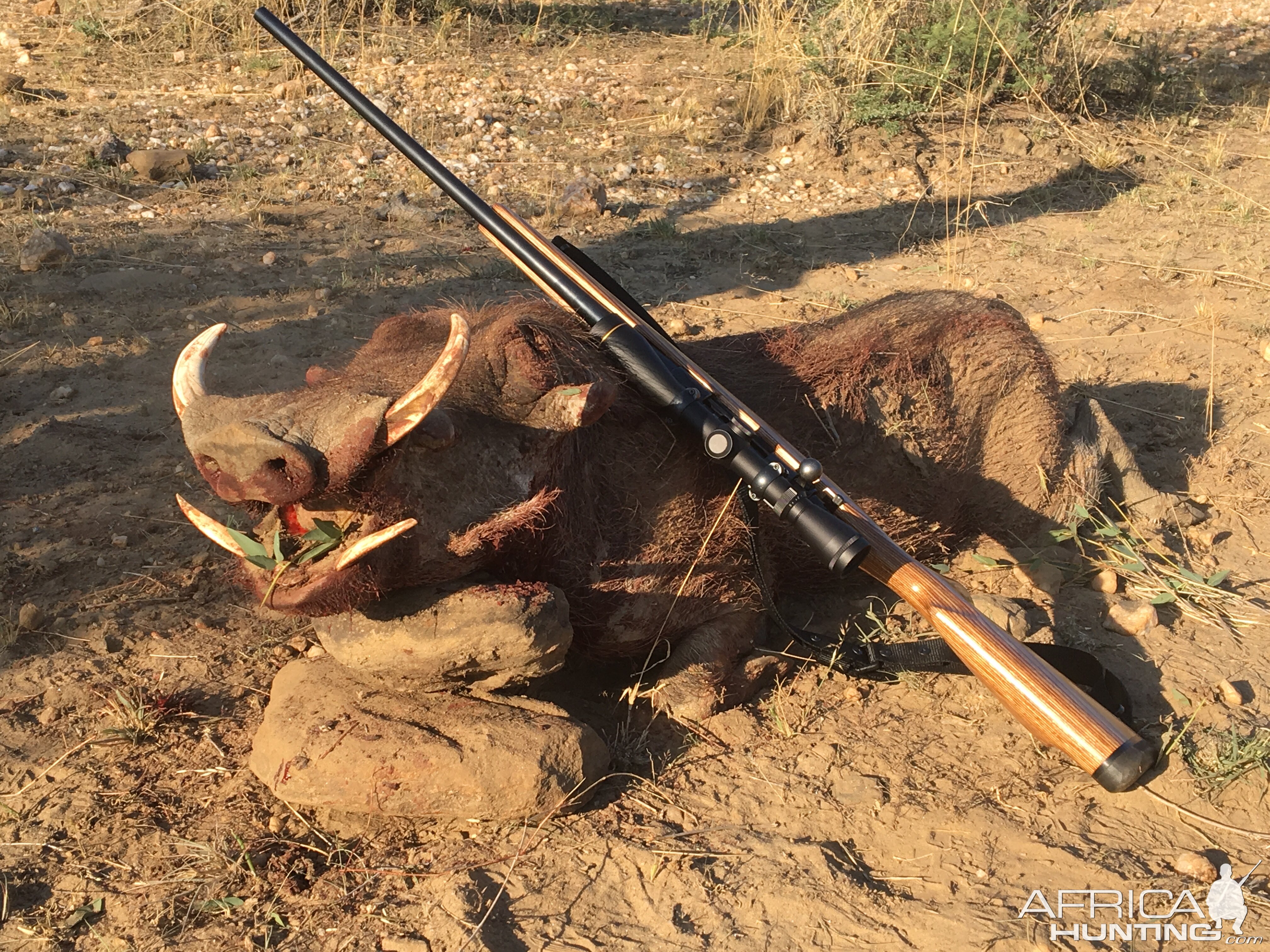 Warthog Hunting Namibia