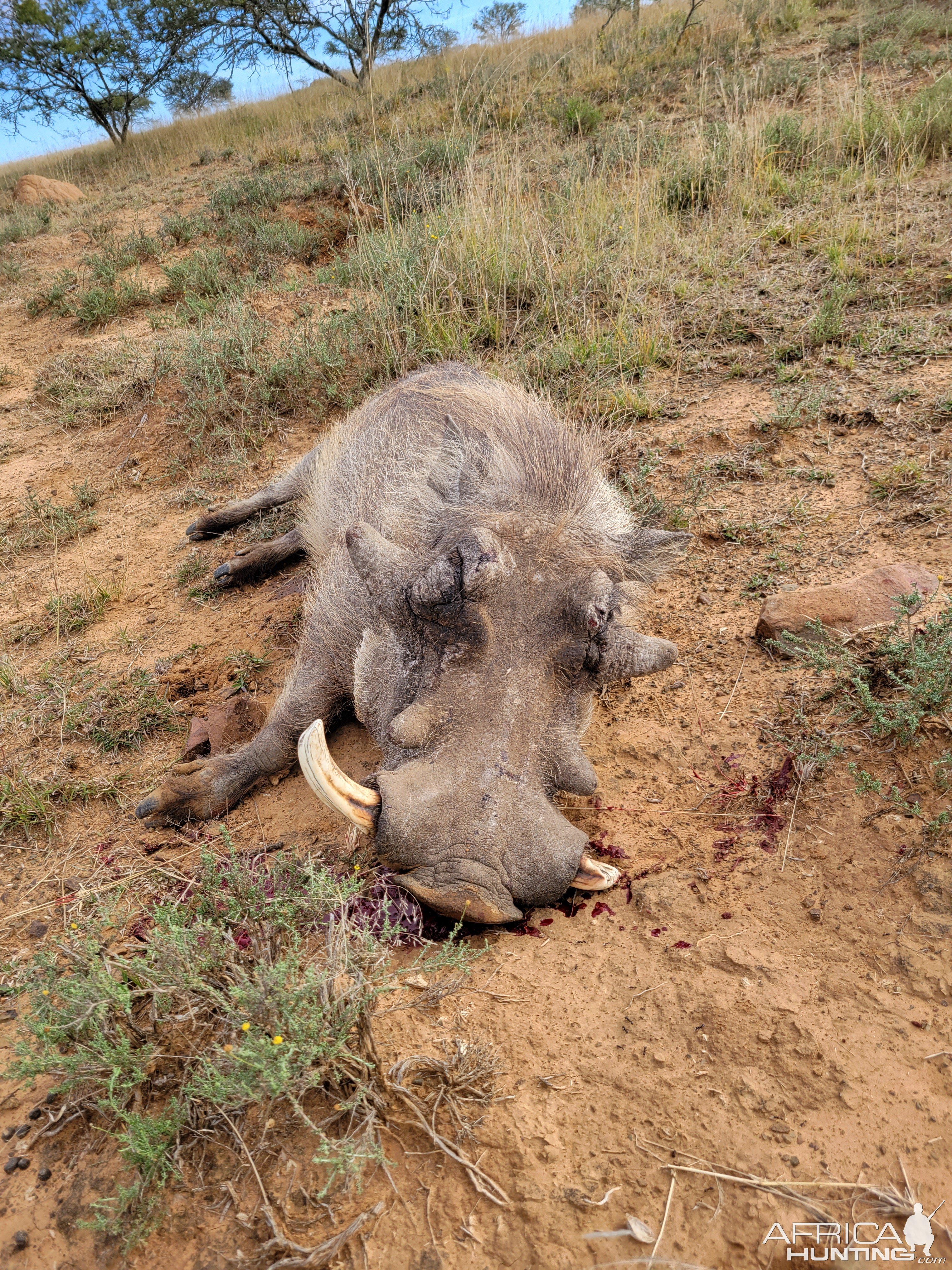 Warthog Hunting South Africa