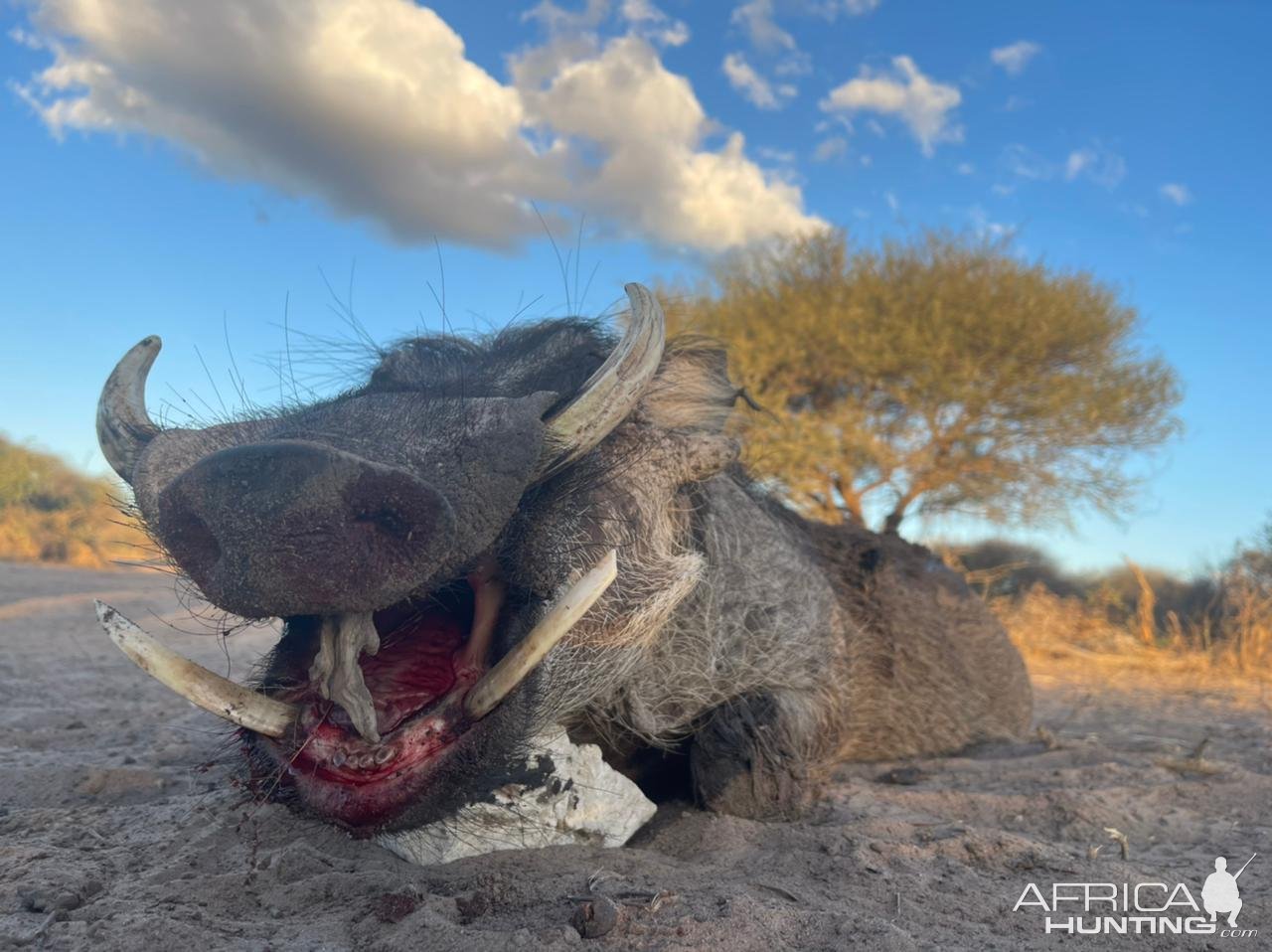 Warthog Hunting South Africa