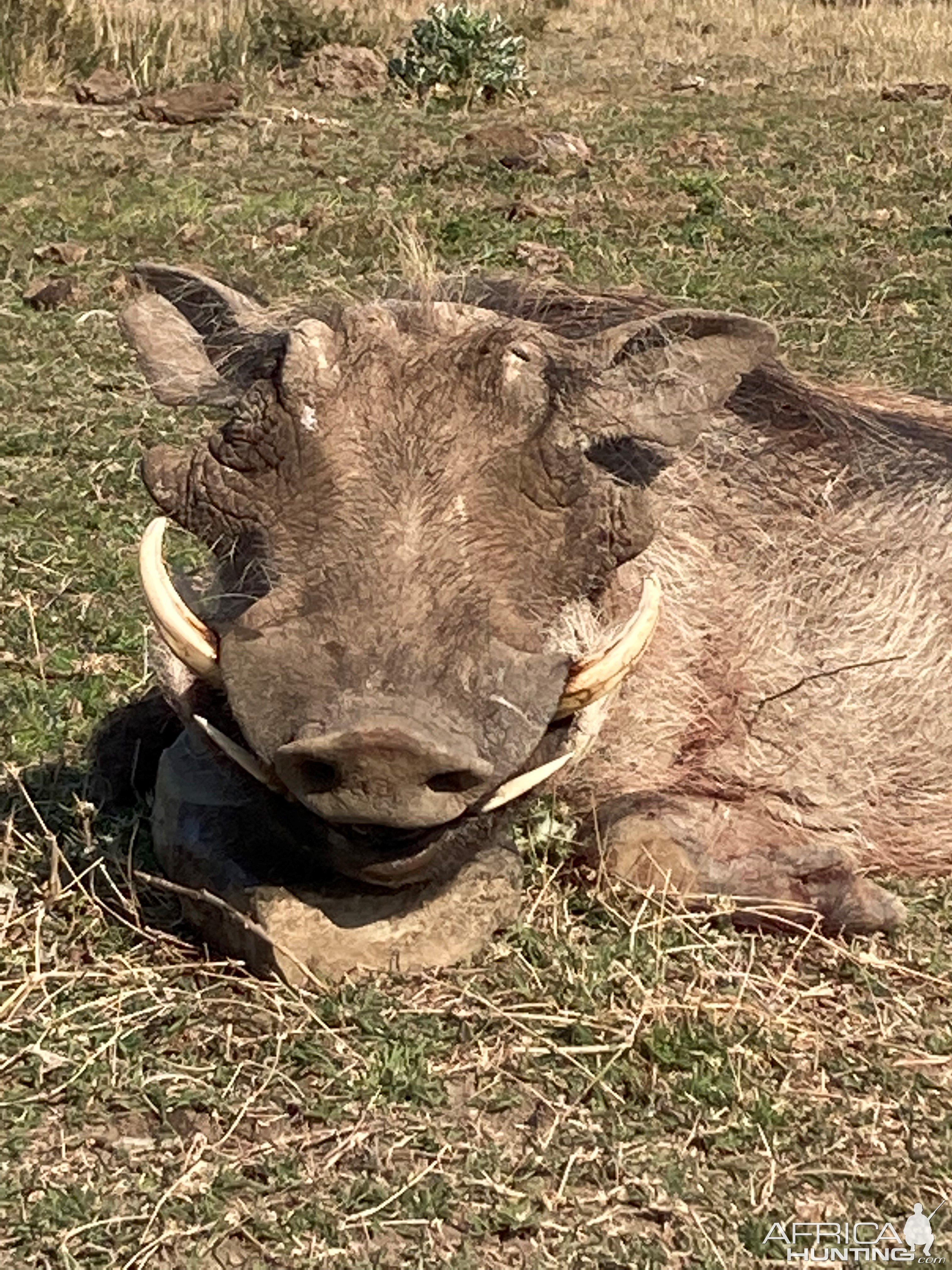 Warthog Hunting South Africa