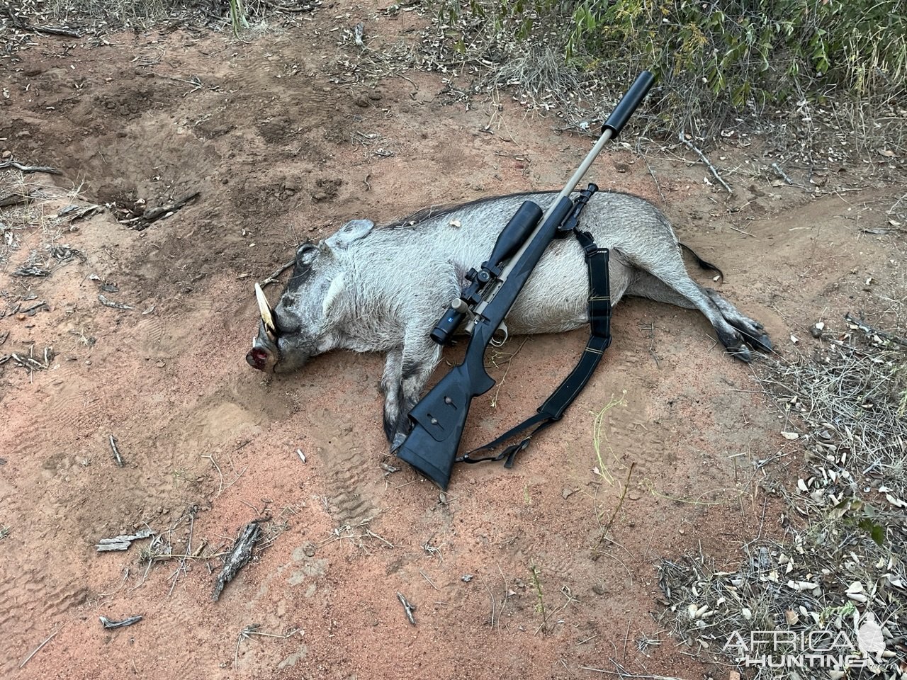 Warthog Hunting South Africa