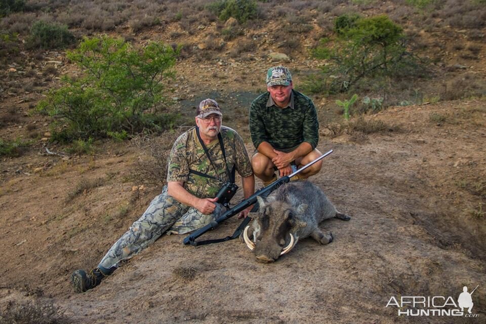 Warthog Hunting South Africa