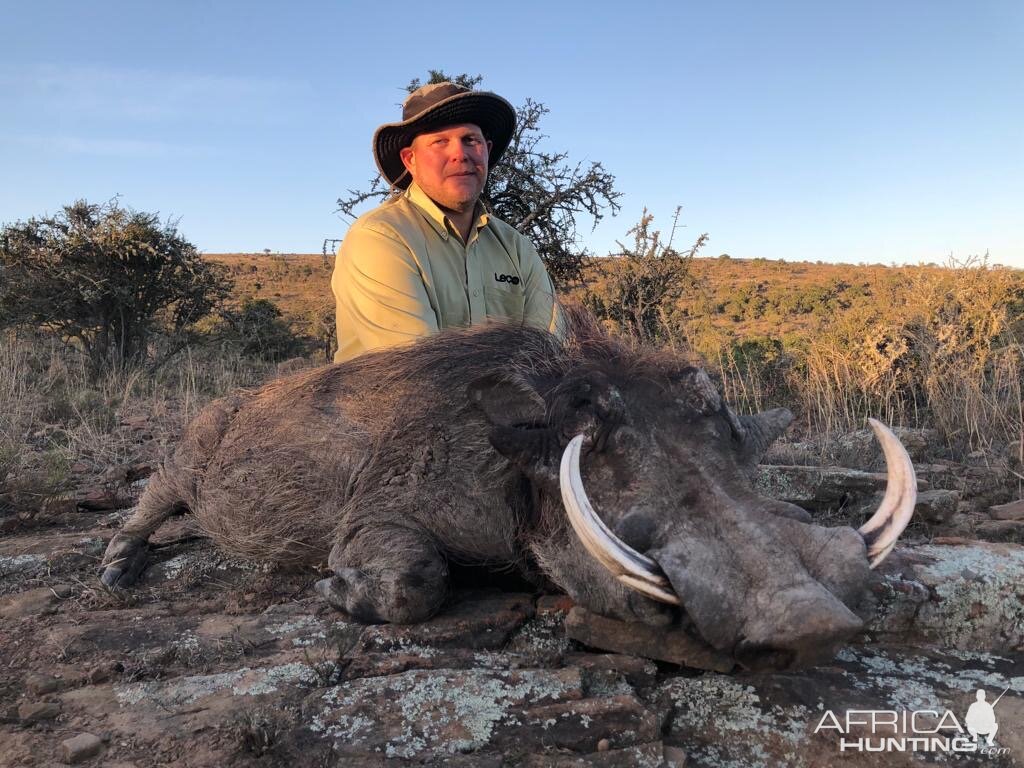 Warthog Hunting South Africa