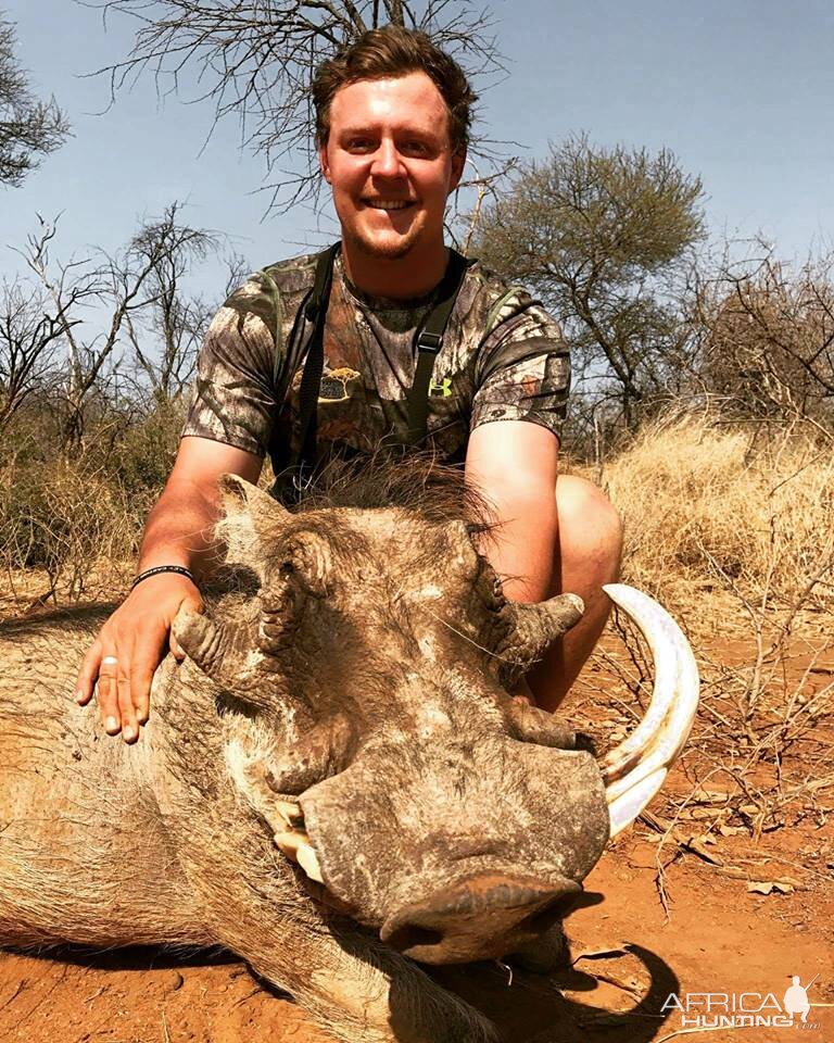 Warthog Hunting South Africa