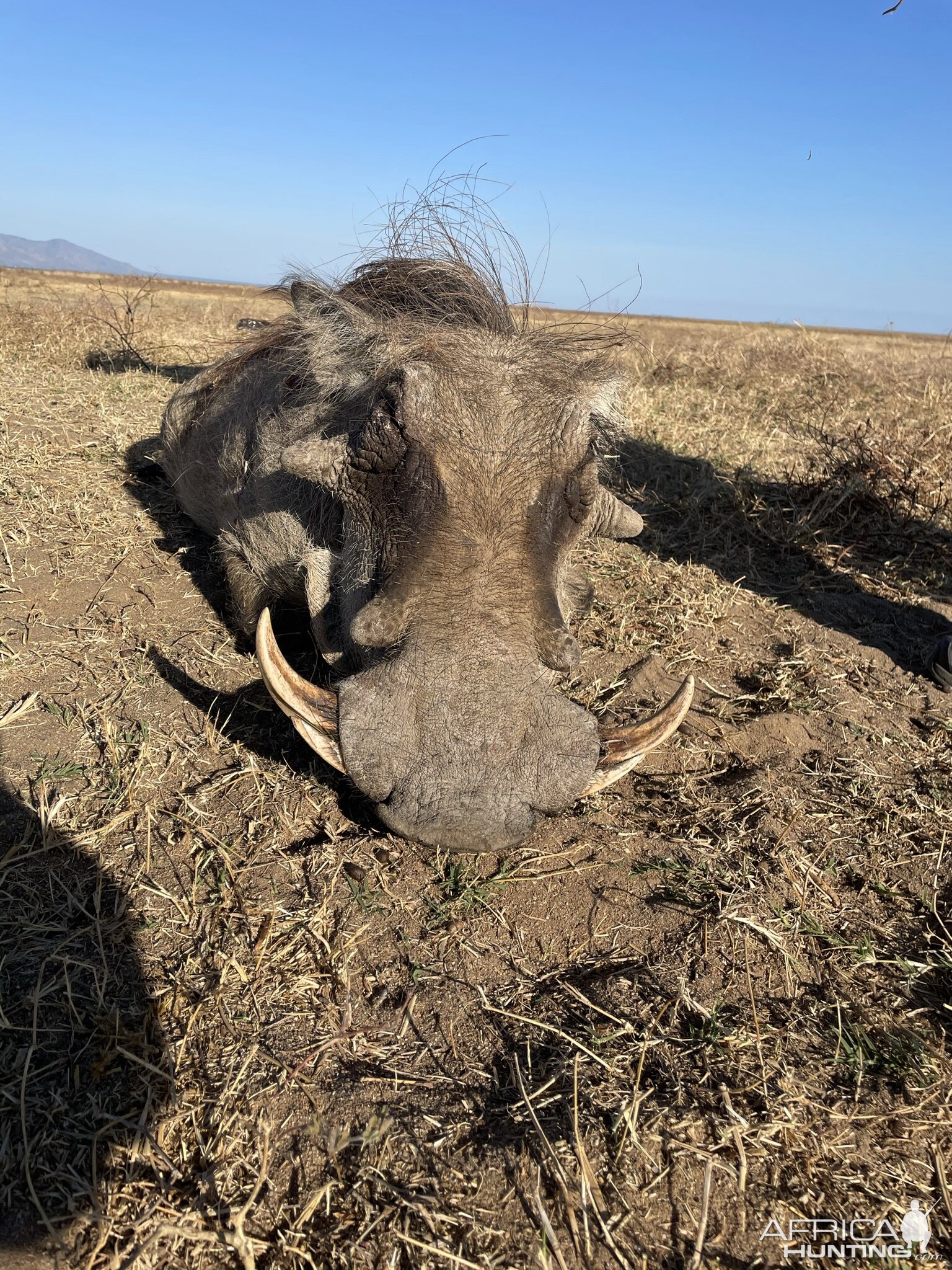 Warthog Hunting Zimbabwe