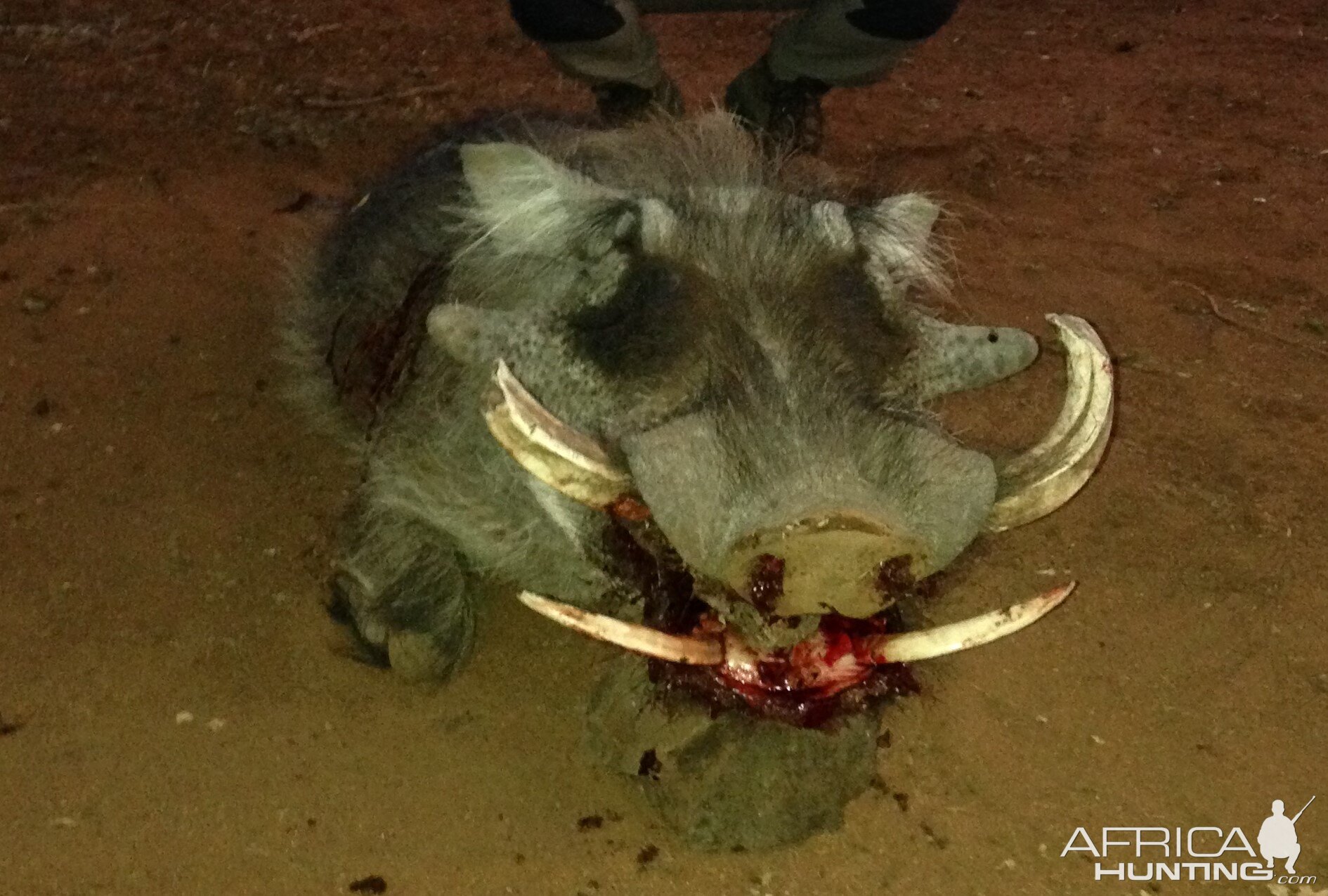 Warthog Hunting