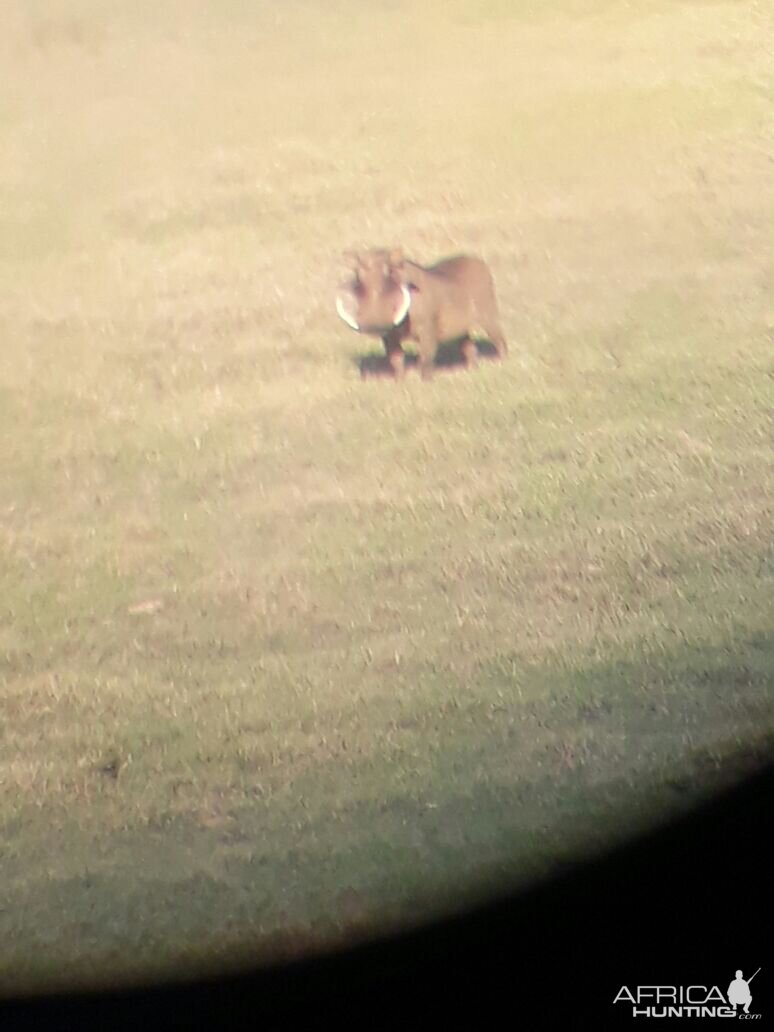 Warthog in the scope