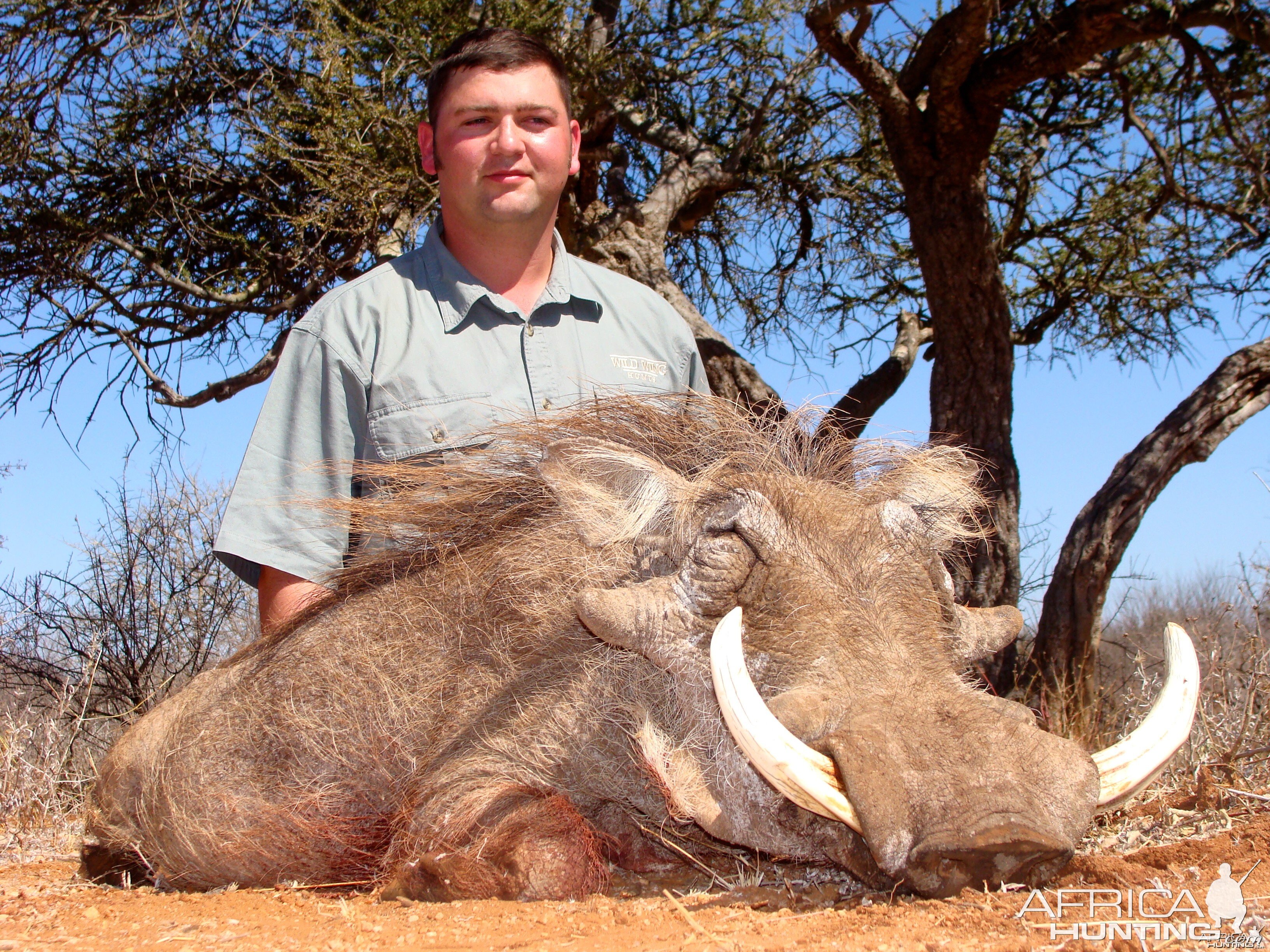 Warthog ~ Limpopo Valley, RSA
