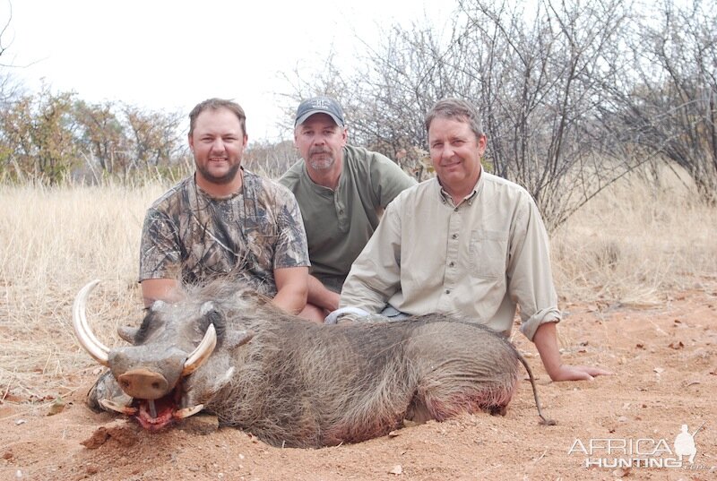 Warthog Namibia Hunting