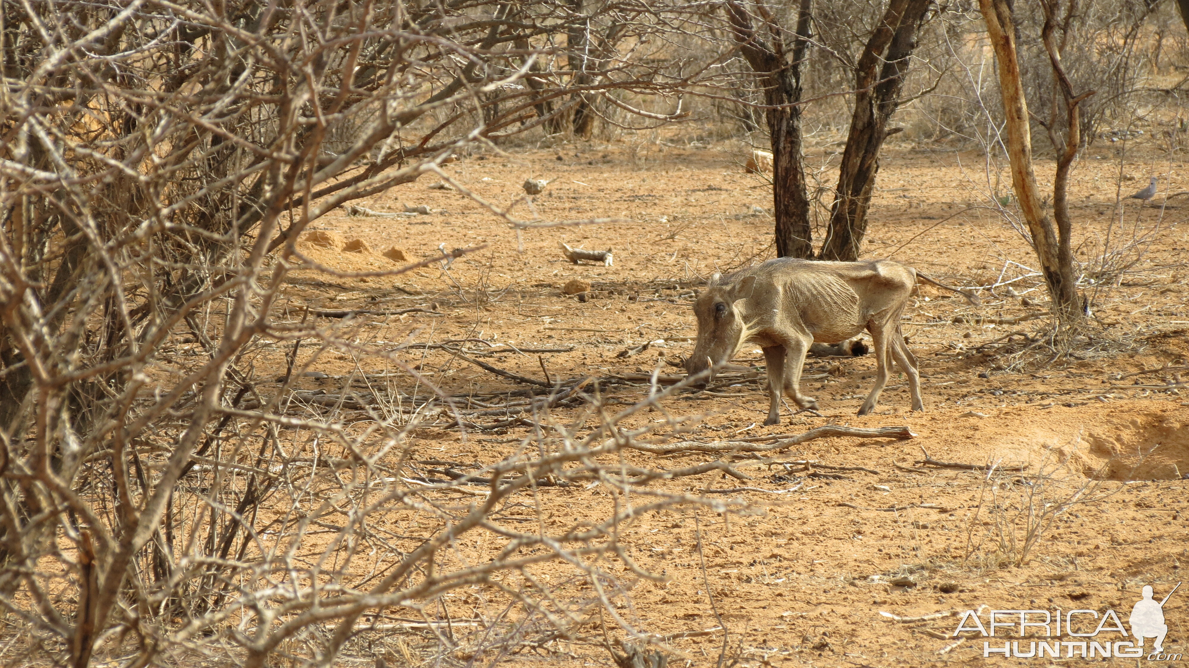 Warthog Namibia