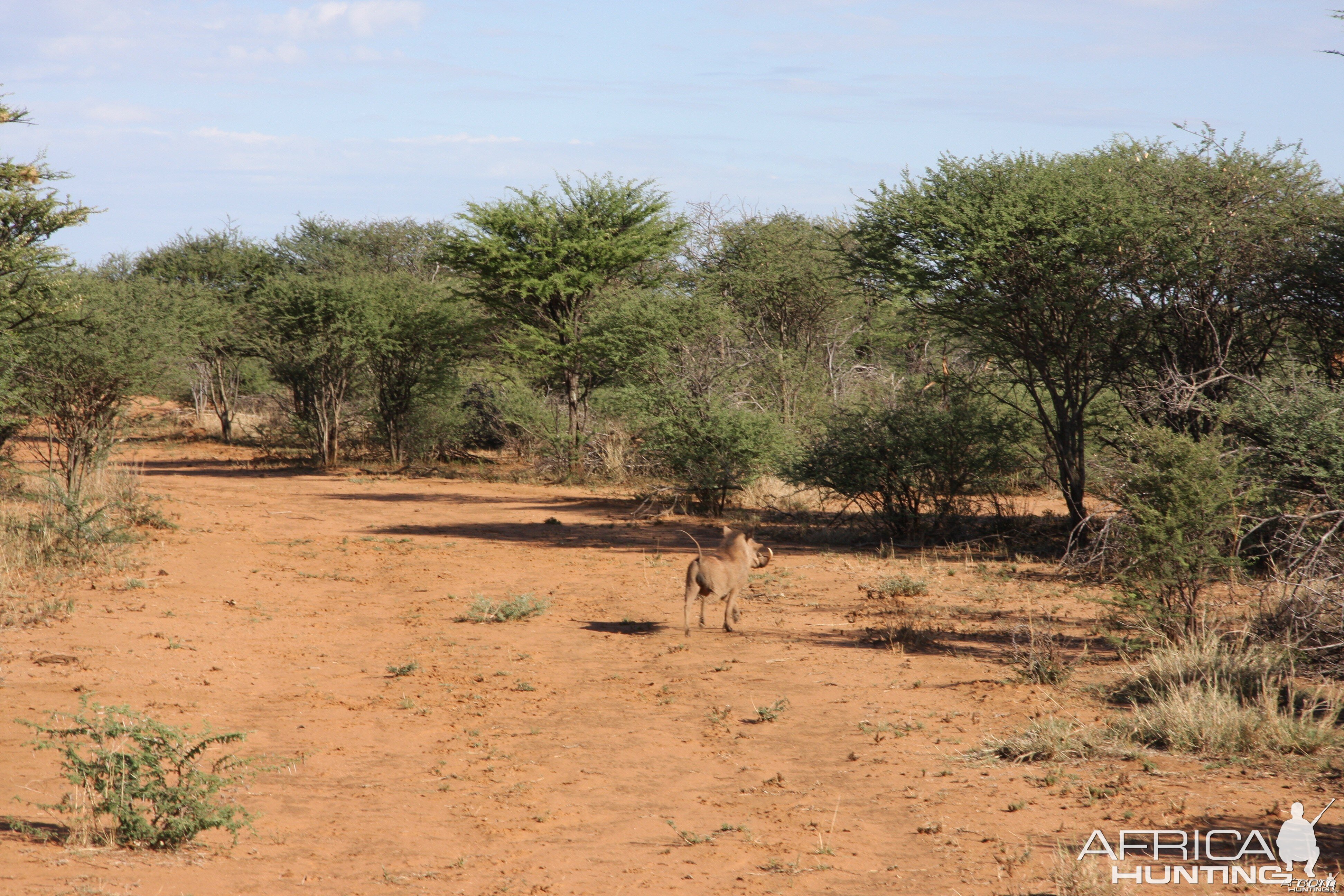 Warthog Namibia