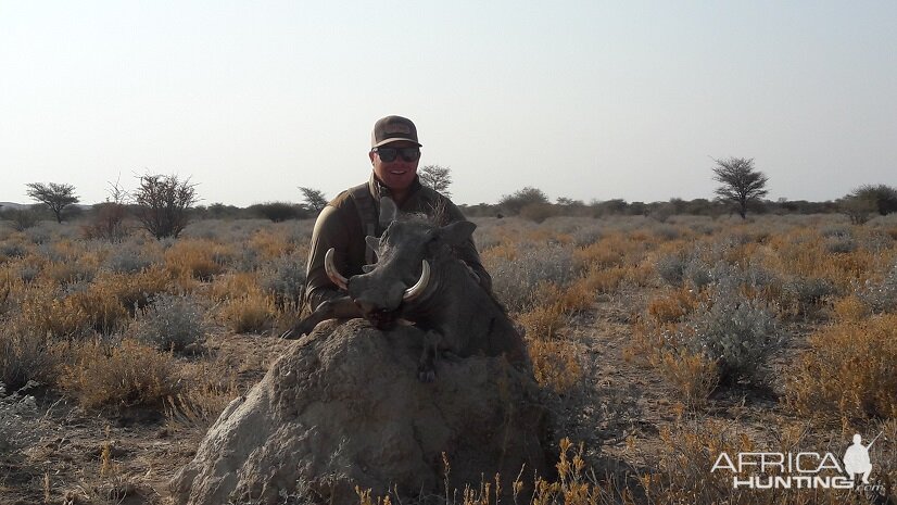 Warthog Namibia