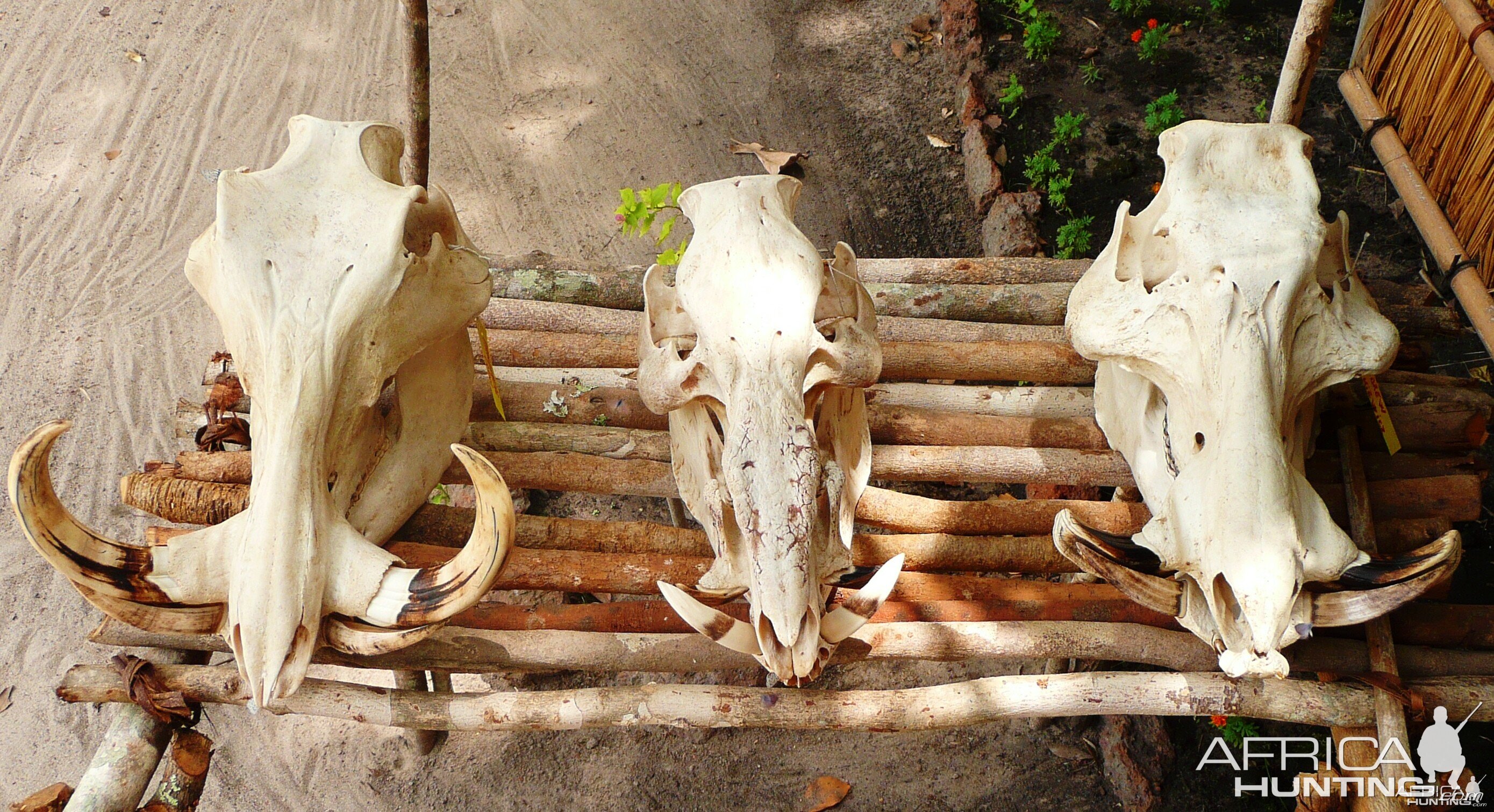 Warthog, red river hog, giant forest hog
