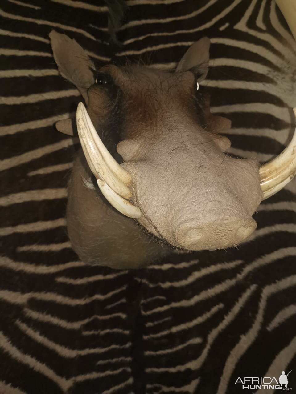 Warthog Shoulder Mount Taxidermy