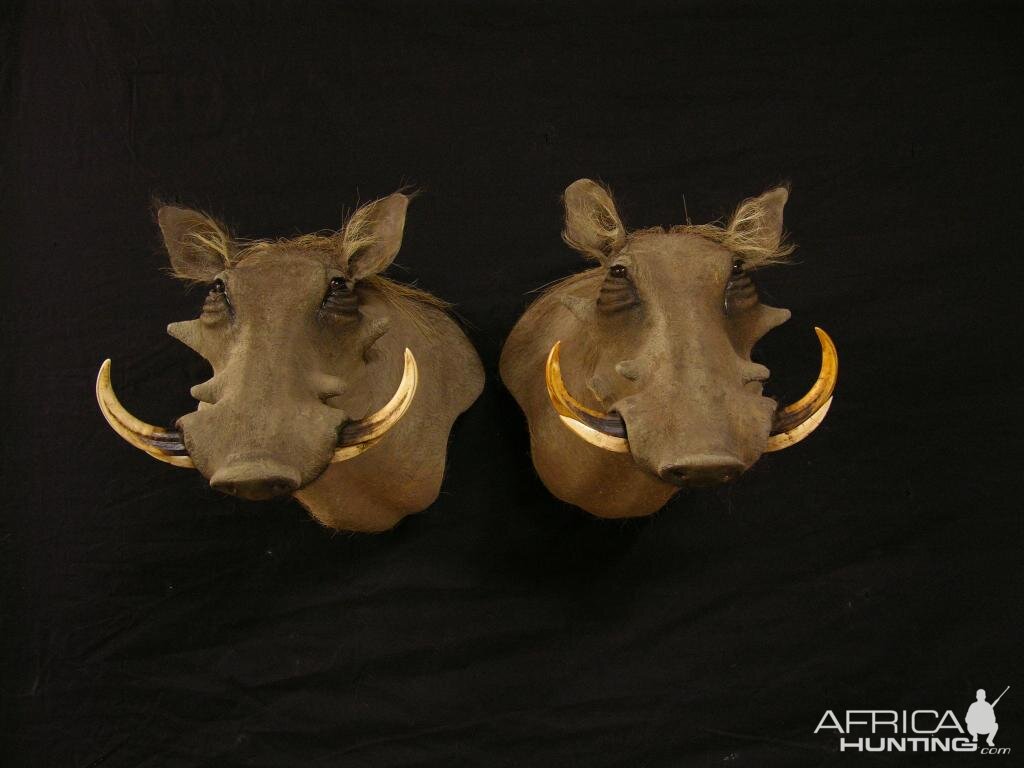 Warthog Shoulder Mount Taxidermy