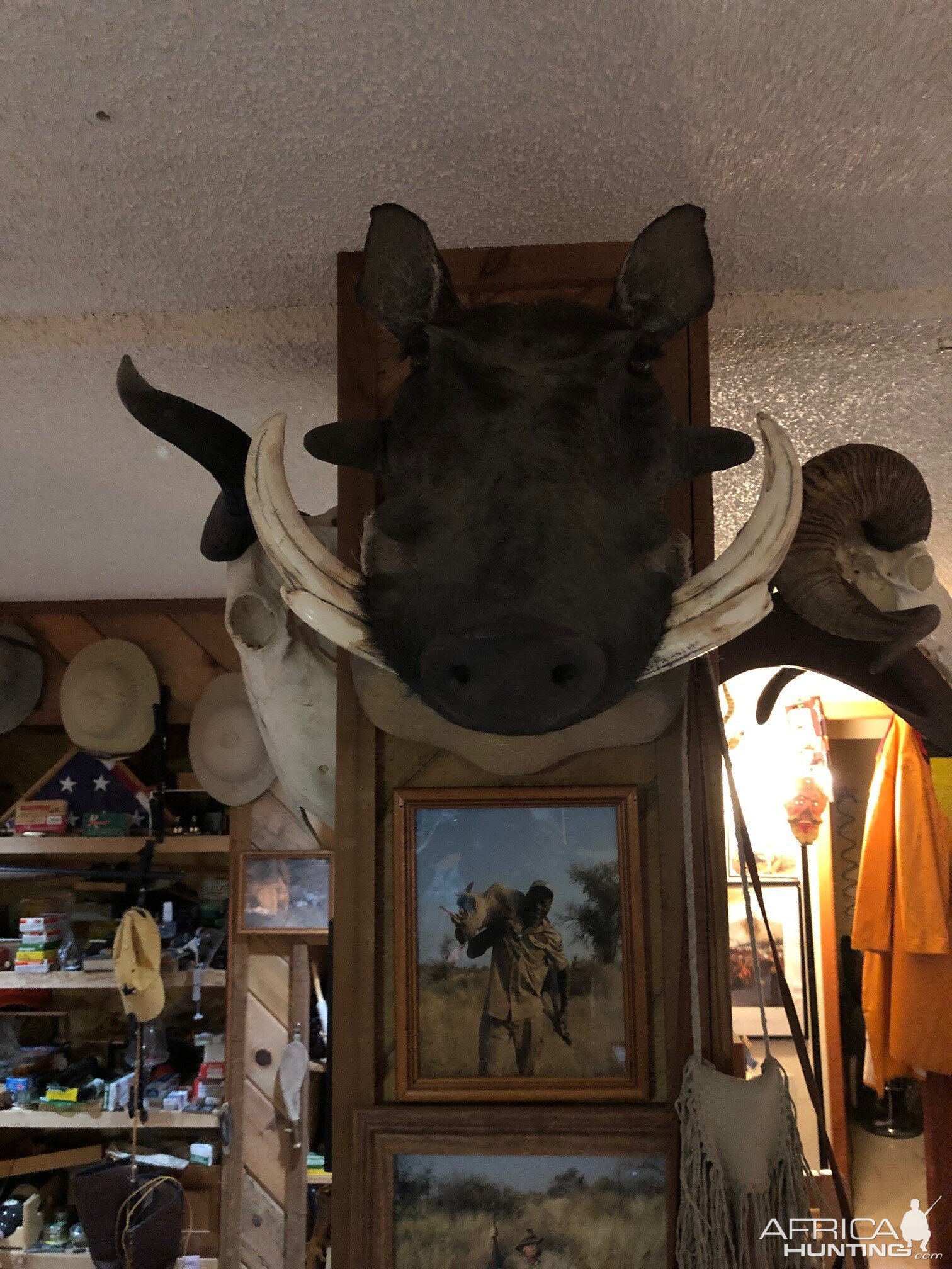 Warthog Shoulder Mount Taxidermy