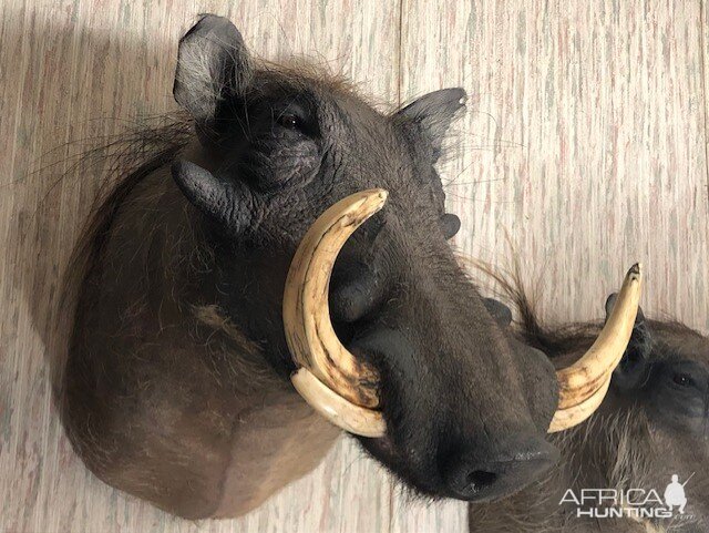 Warthog Shoulder Mount Taxidermy