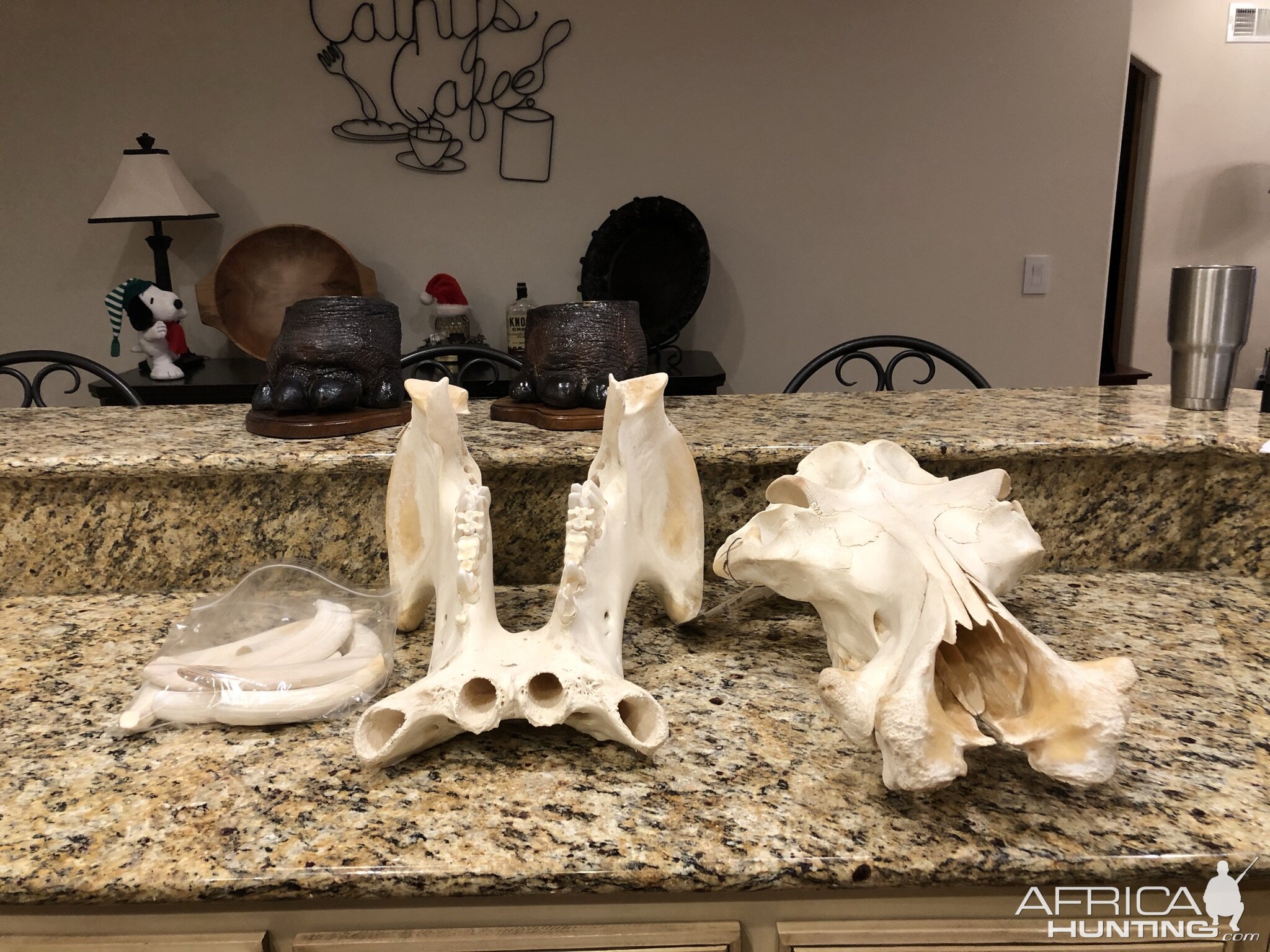 Warthog Skull Mount Taxidermy