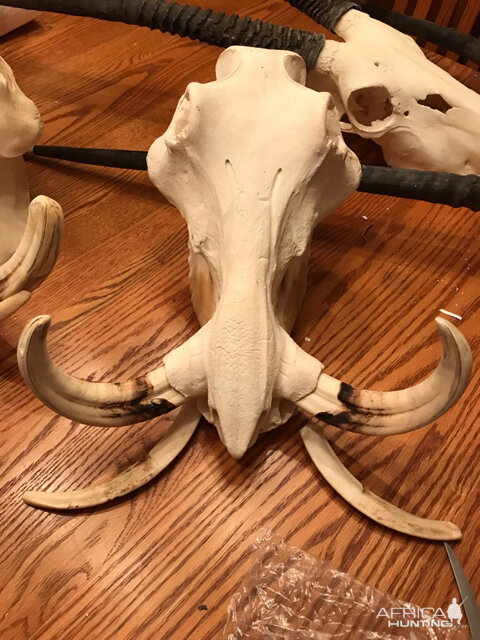 Warthog Skull Mount Taxidermy