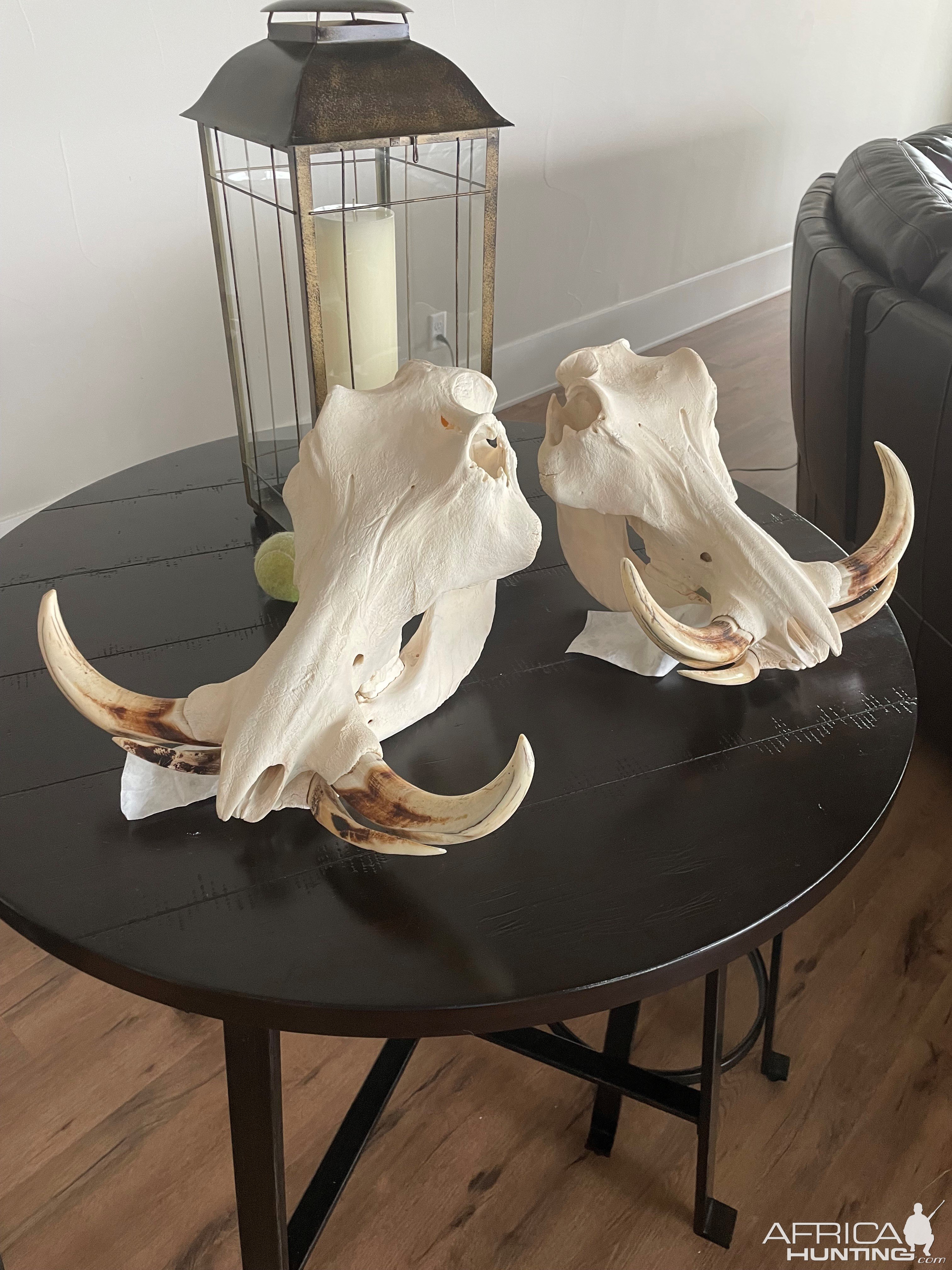 Warthog Skulls