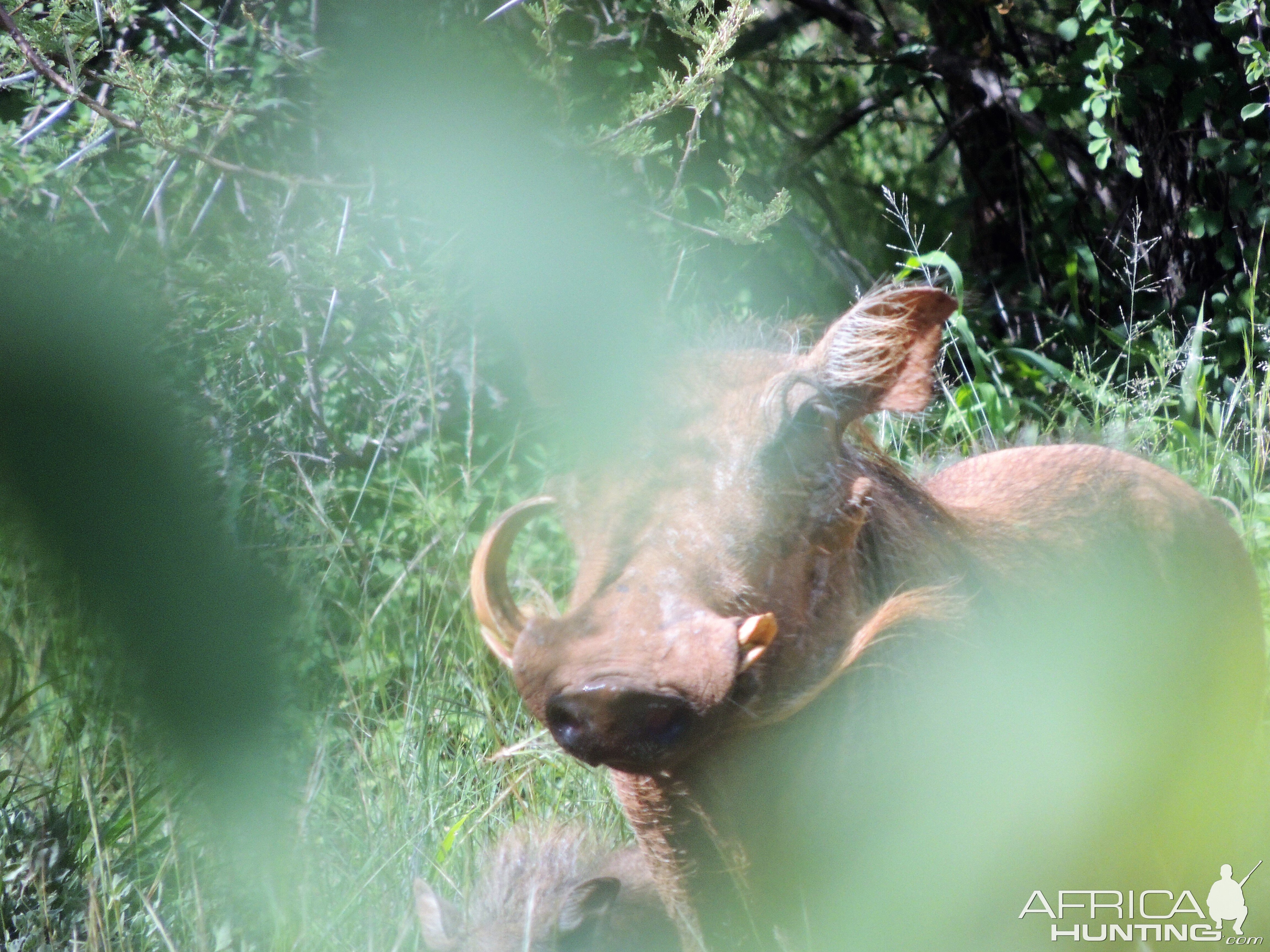 Warthog South Africa