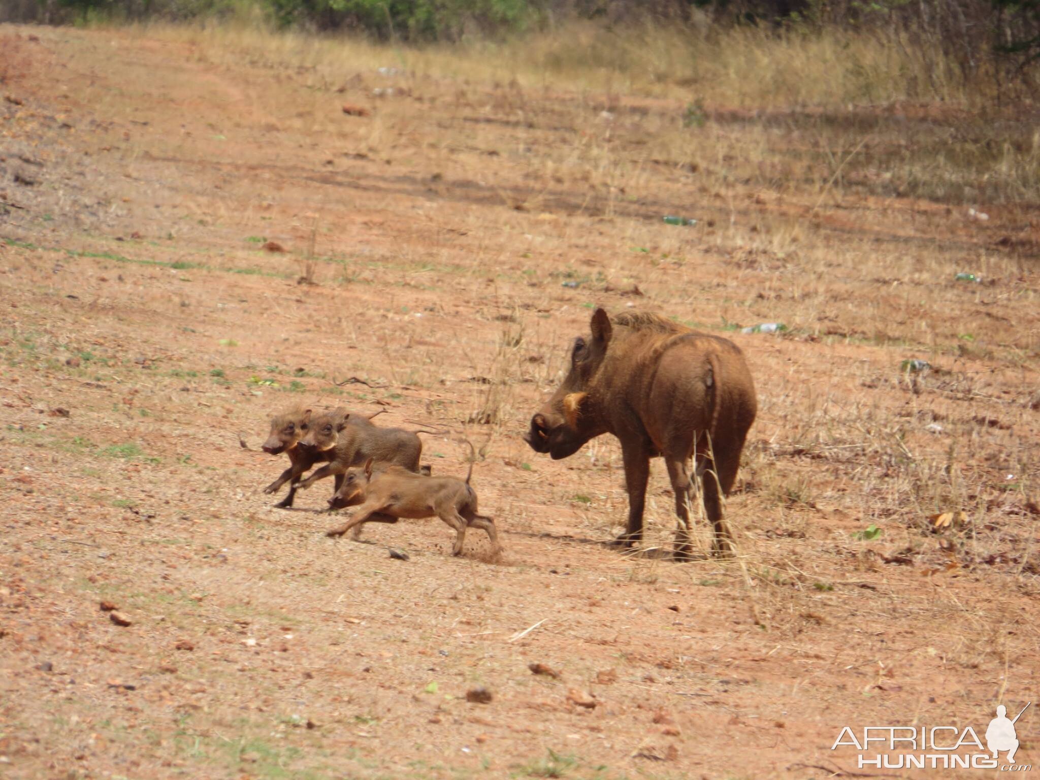 Warthog Sow and her piglets
